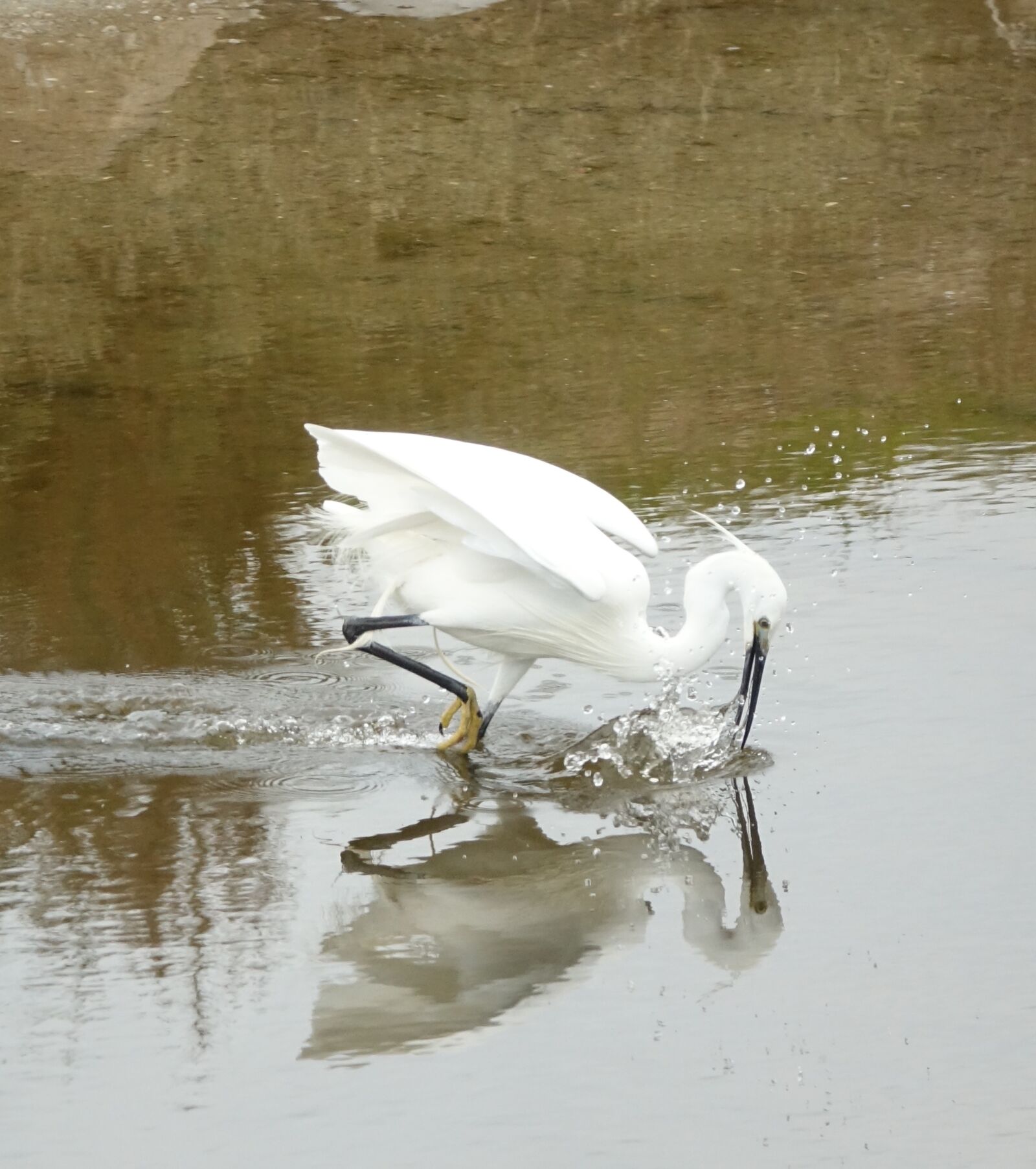 Sony Cyber-shot DSC-RX10 III sample photo. Body of water, bird photography