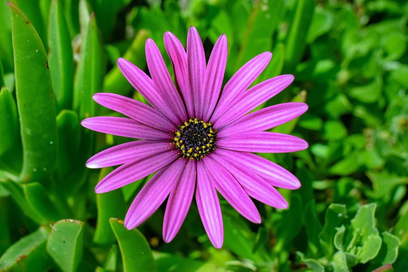 Nikon D3300 sample photo. African daisy, nature, flora photography