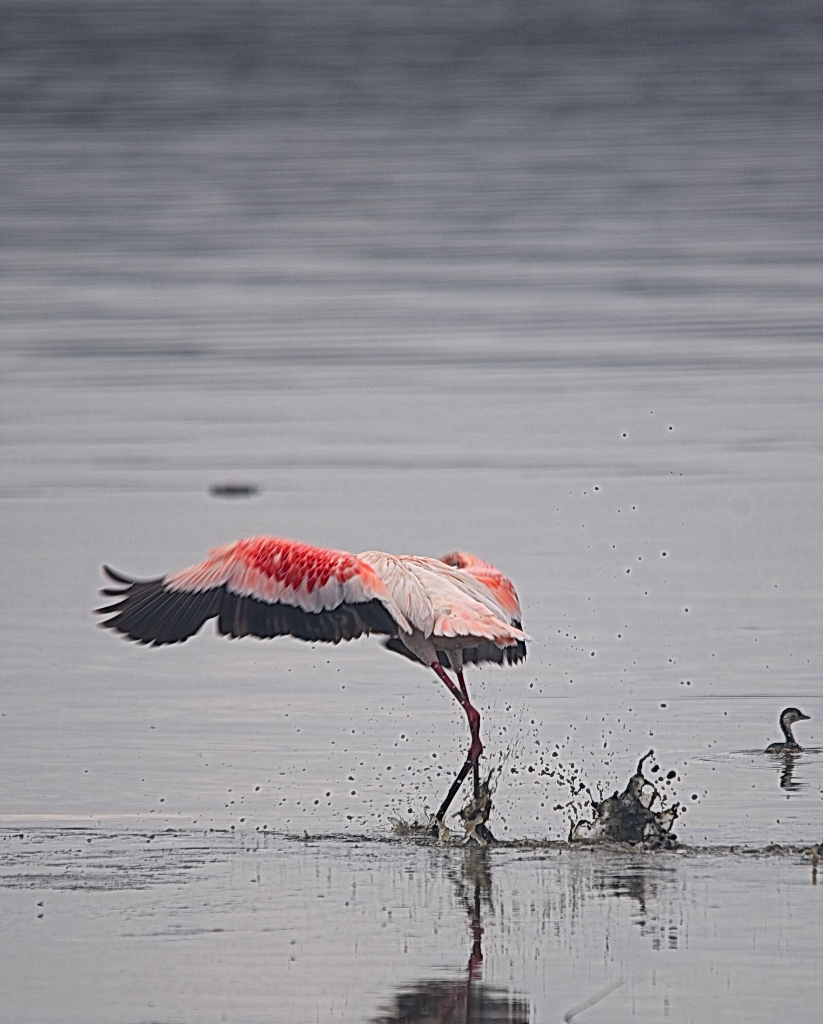 Nikon D750 sample photo. Flamingo, lake nakuru, kenya photography