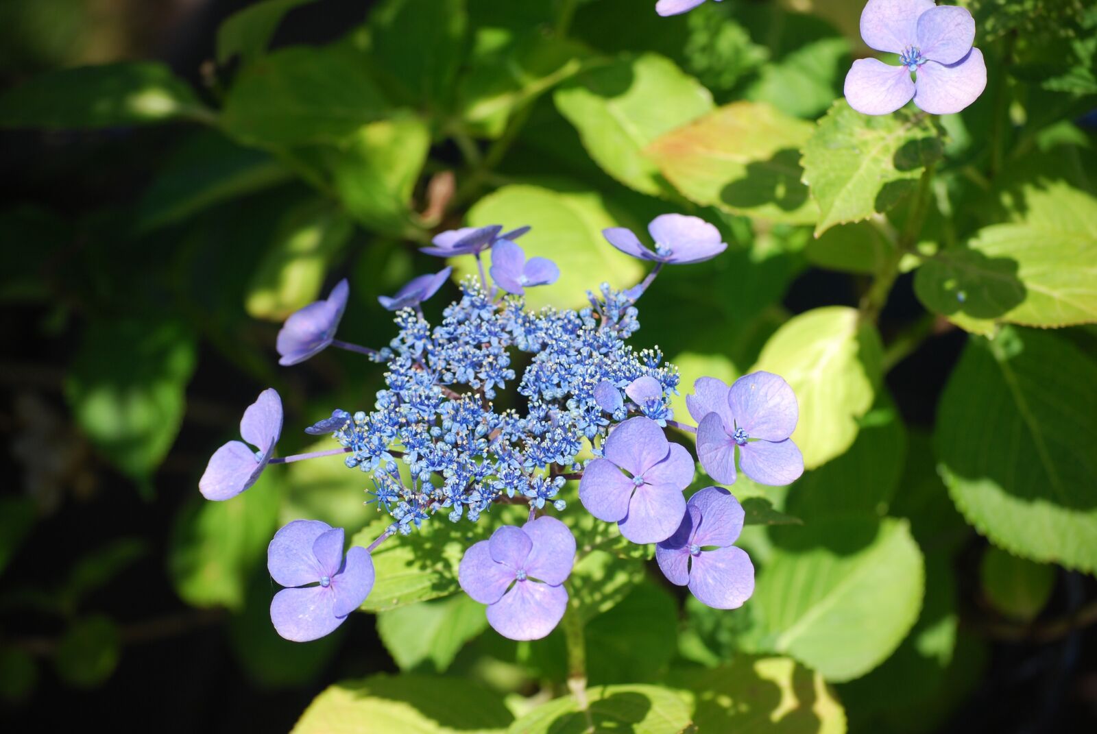 Nikon D60 sample photo. Hydrangea, garden, flowers photography