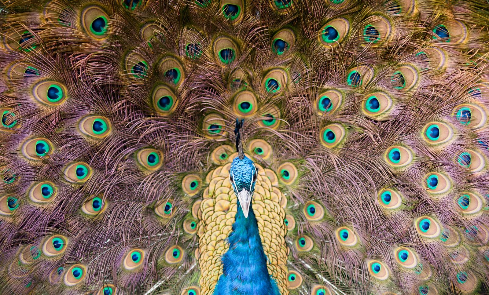 Nikon D700 sample photo. Peacock, feather, peacock feather photography