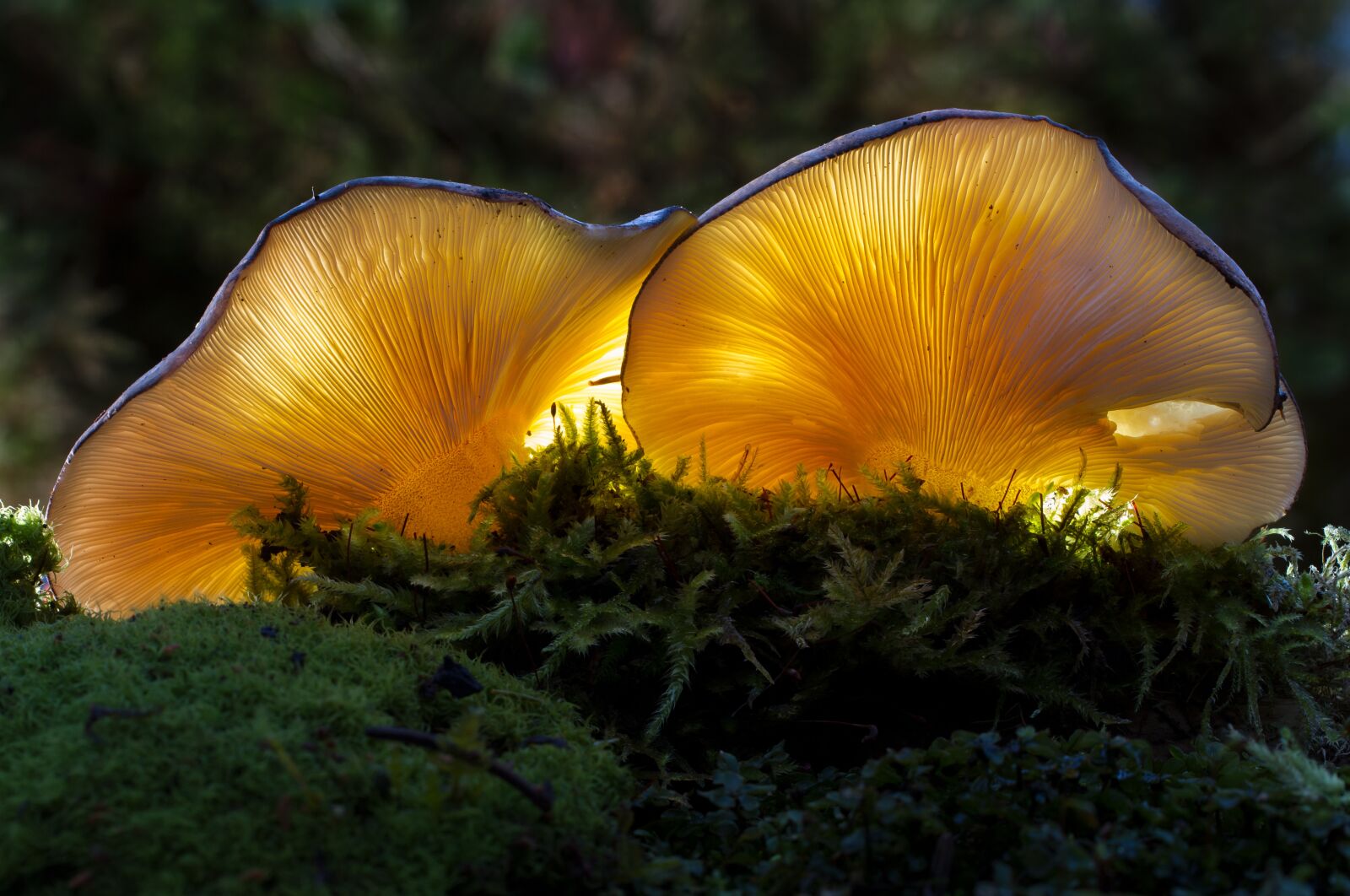 Canon EOS 7D sample photo. Mushroom, bright, nature photography