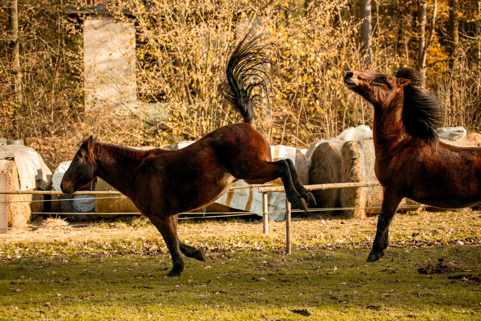 Canon EOS 6D sample photo. Horse, hucul, animal photography