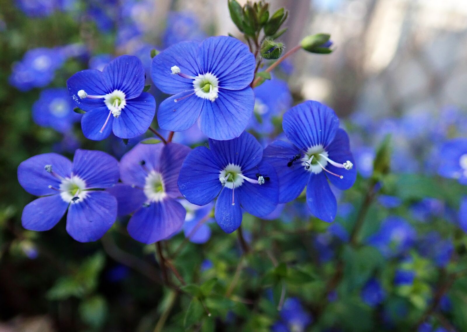 Olympus TG-5 sample photo. Flower, blue, creeper photography