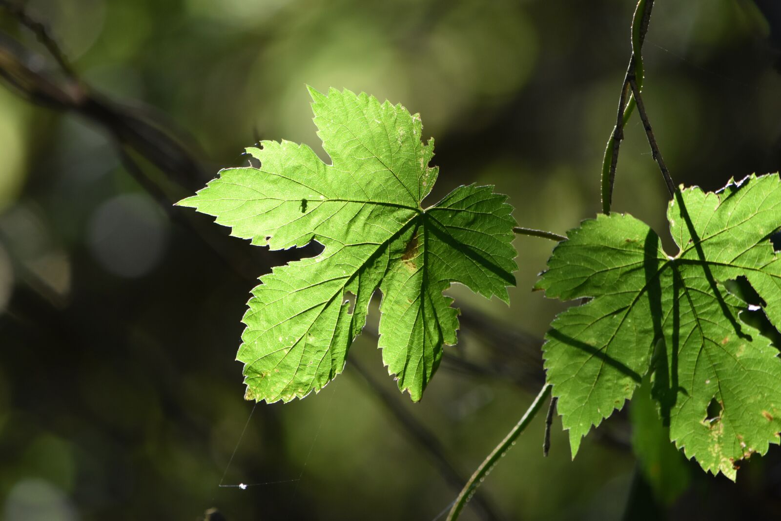 Nikon D5500 sample photo. Leaves, tree, plant photography