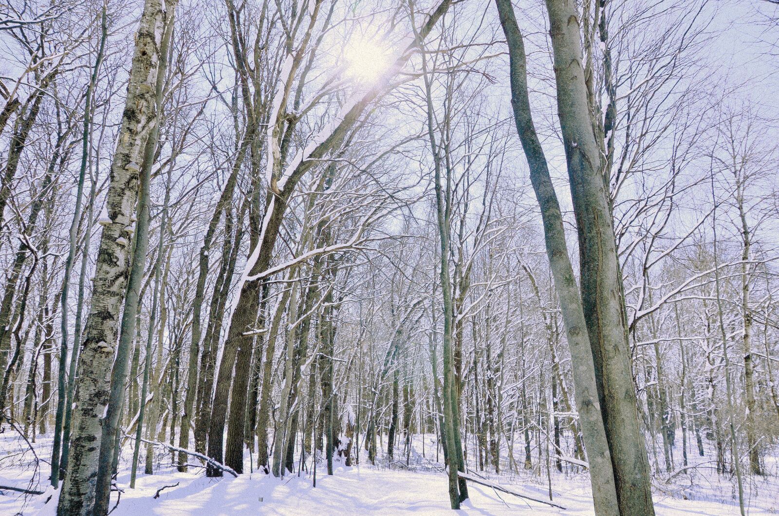 Nikon D7000 sample photo. Winter, snow, wood photography