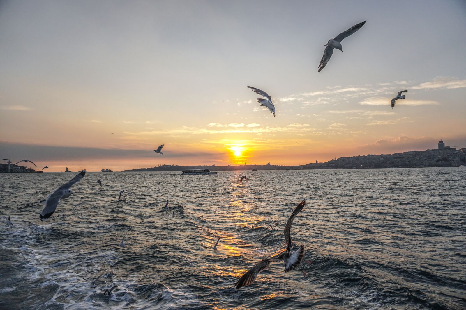 Sony a6300 sample photo. Marine, seagull, istanbul photography