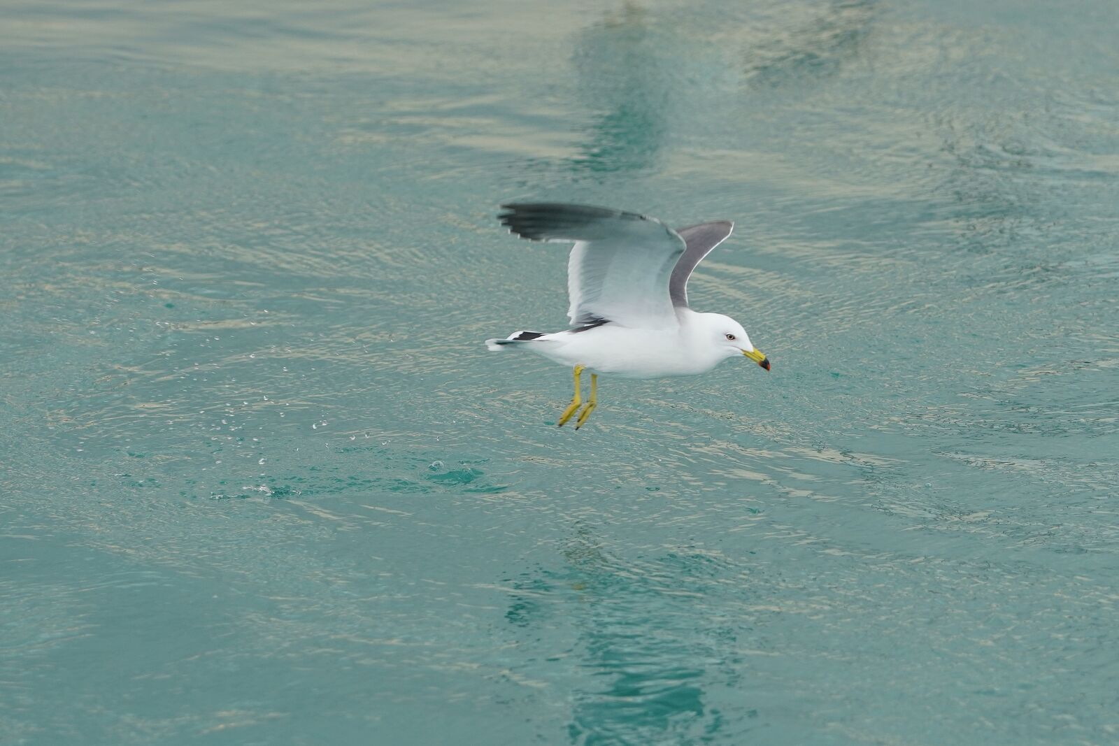 Canon EF 70-200mm F2.8L USM sample photo. Seagull, sea, bird photography