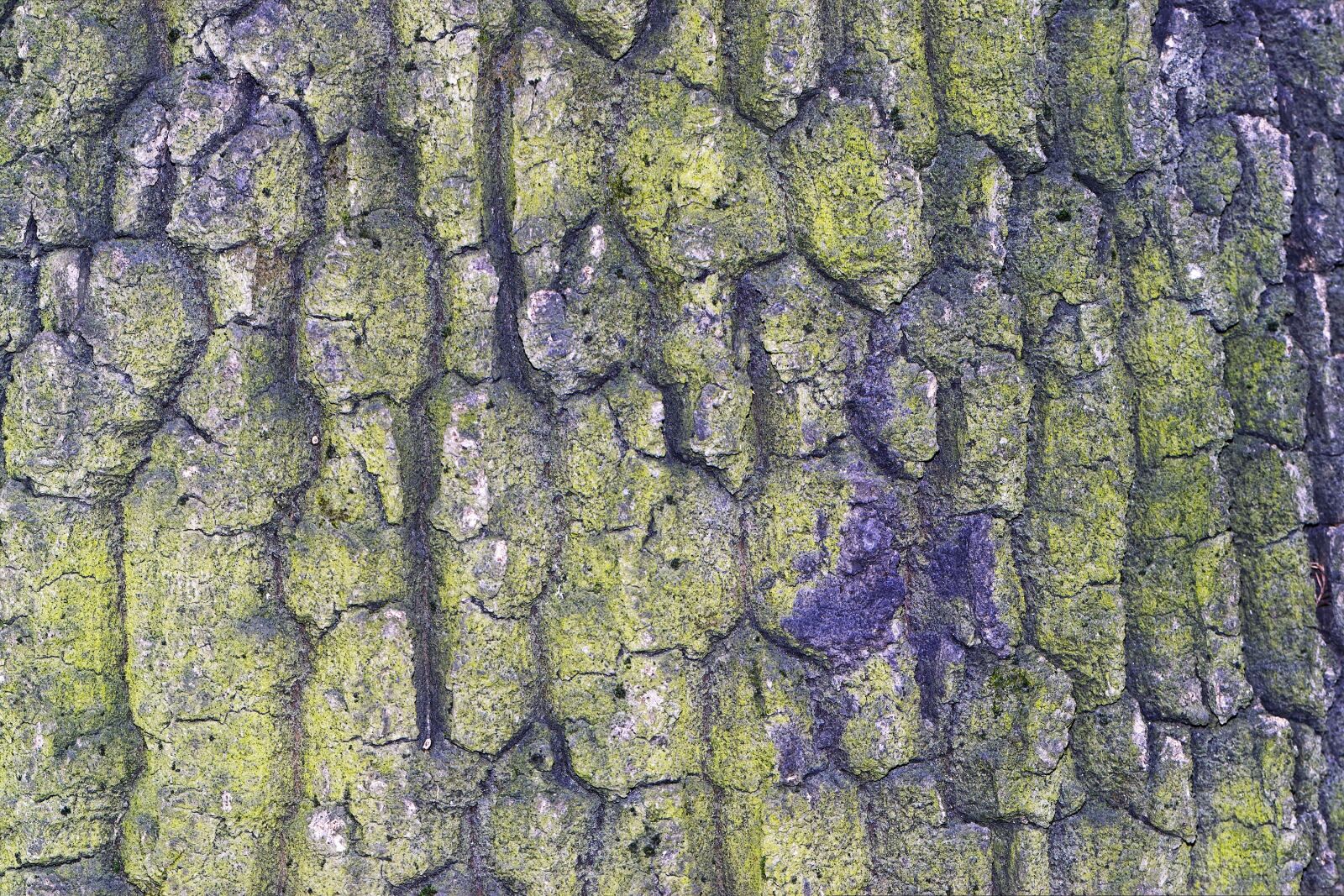 Nikon D5300 sample photo. The shell, trunk, tree photography