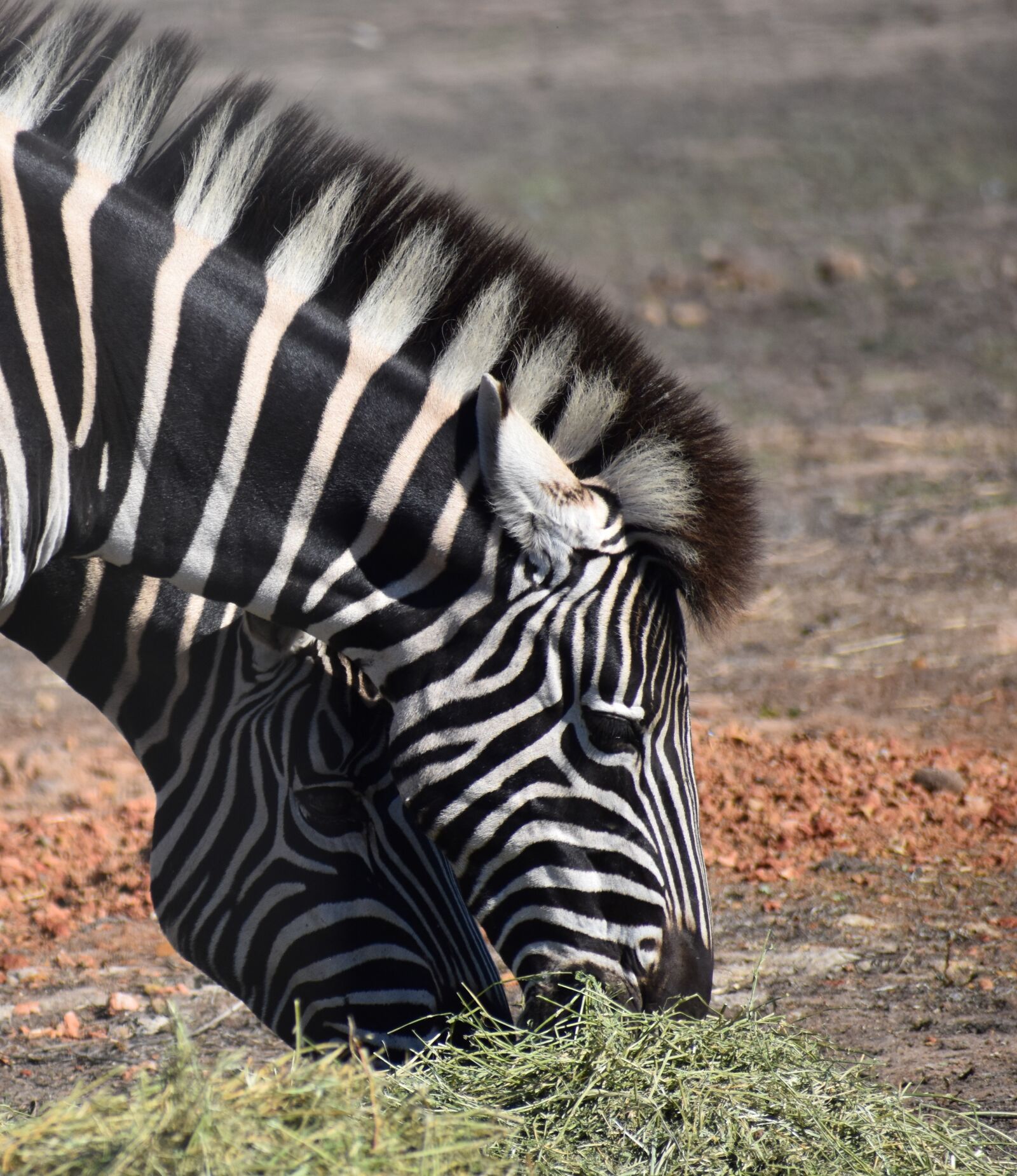 Nikon D5500 sample photo. Zebra, wildlife, safari photography