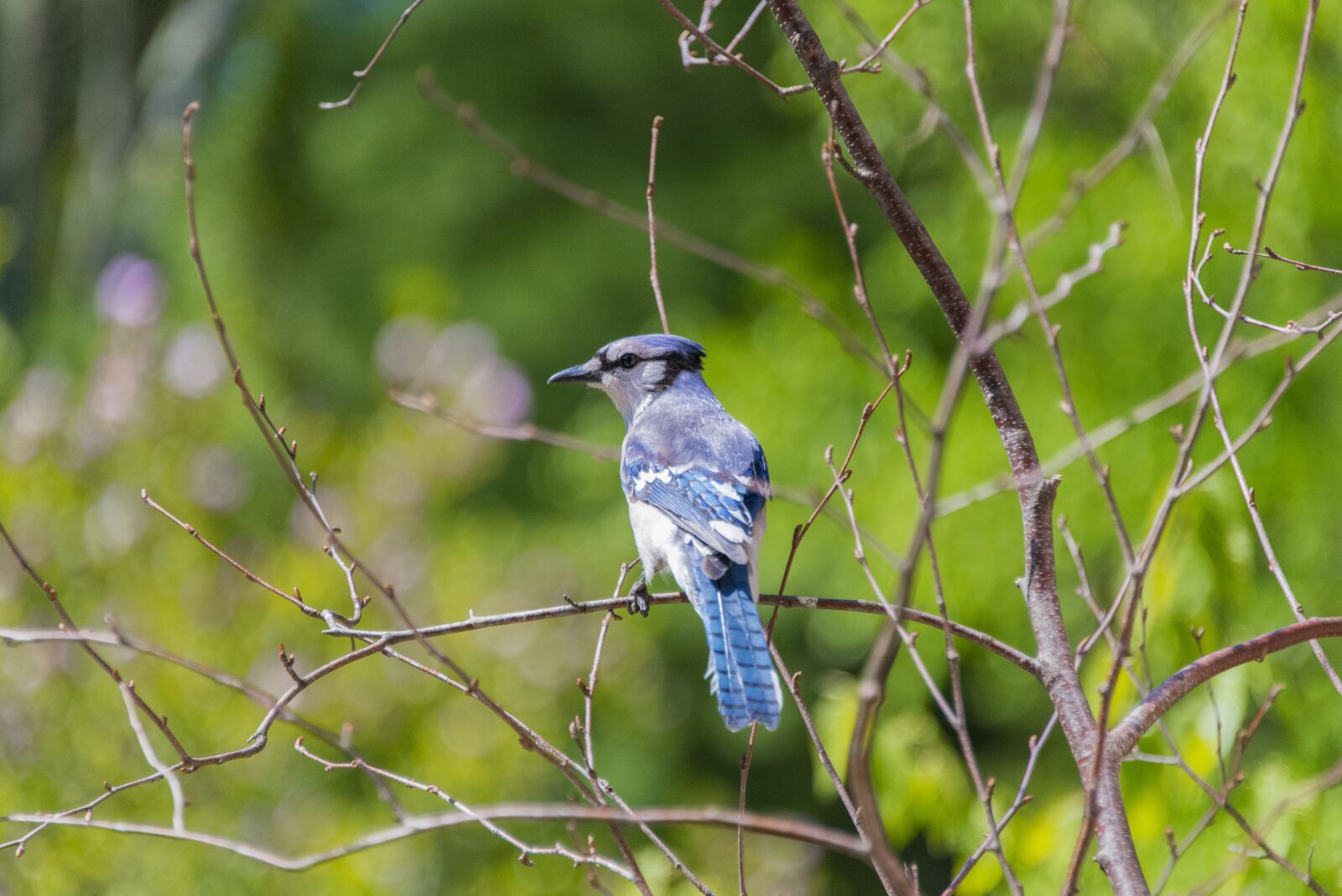 Nikon D800 sample photo. Birds, bluejay, wildlife photography