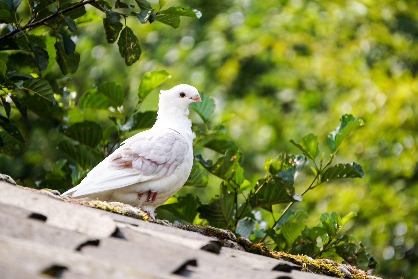 Sony E 55-210mm F4.5-6.3 OSS sample photo. Roof, leaves, tile photography