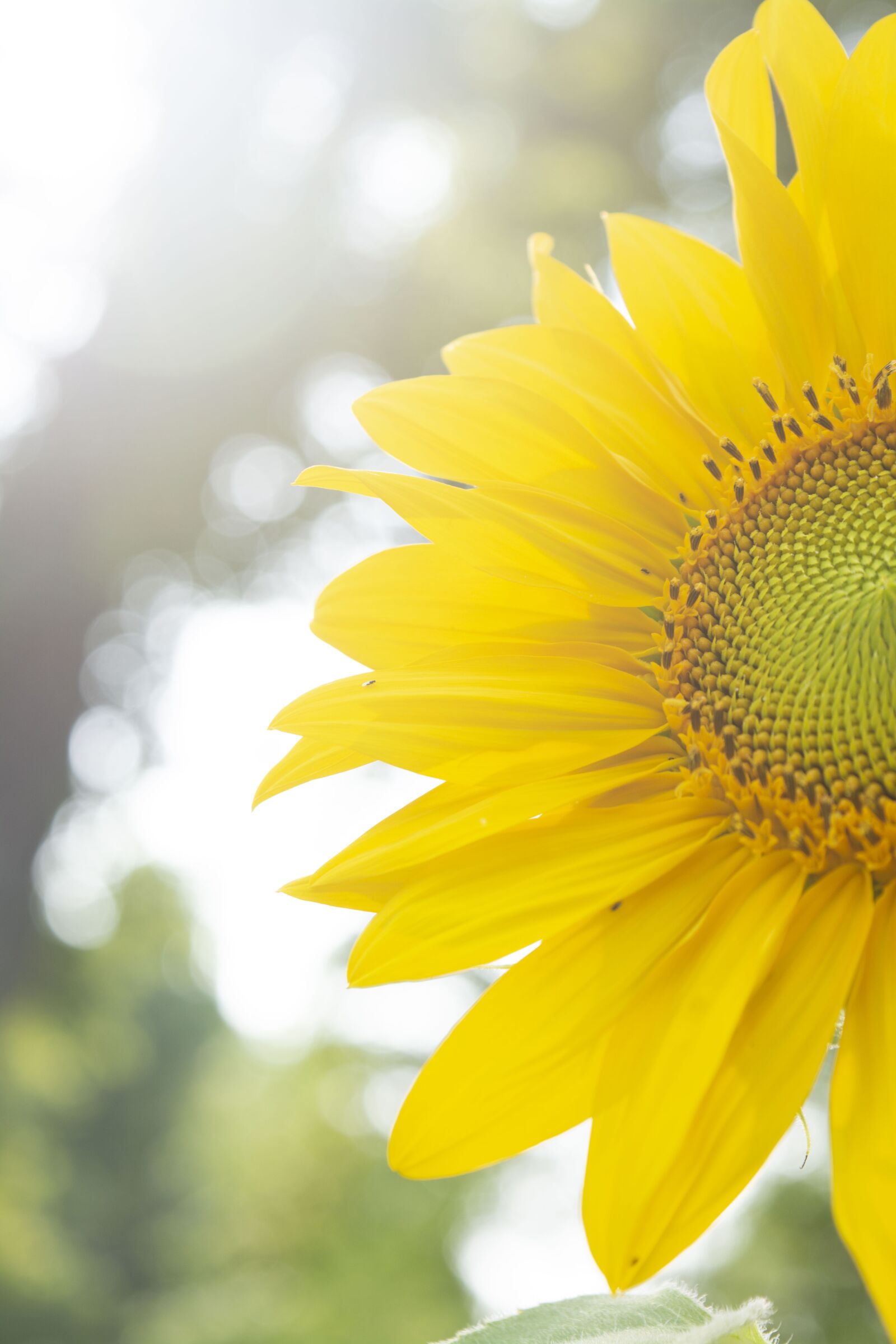 Nikon D5200 sample photo. Summer, sunflower, bloom photography