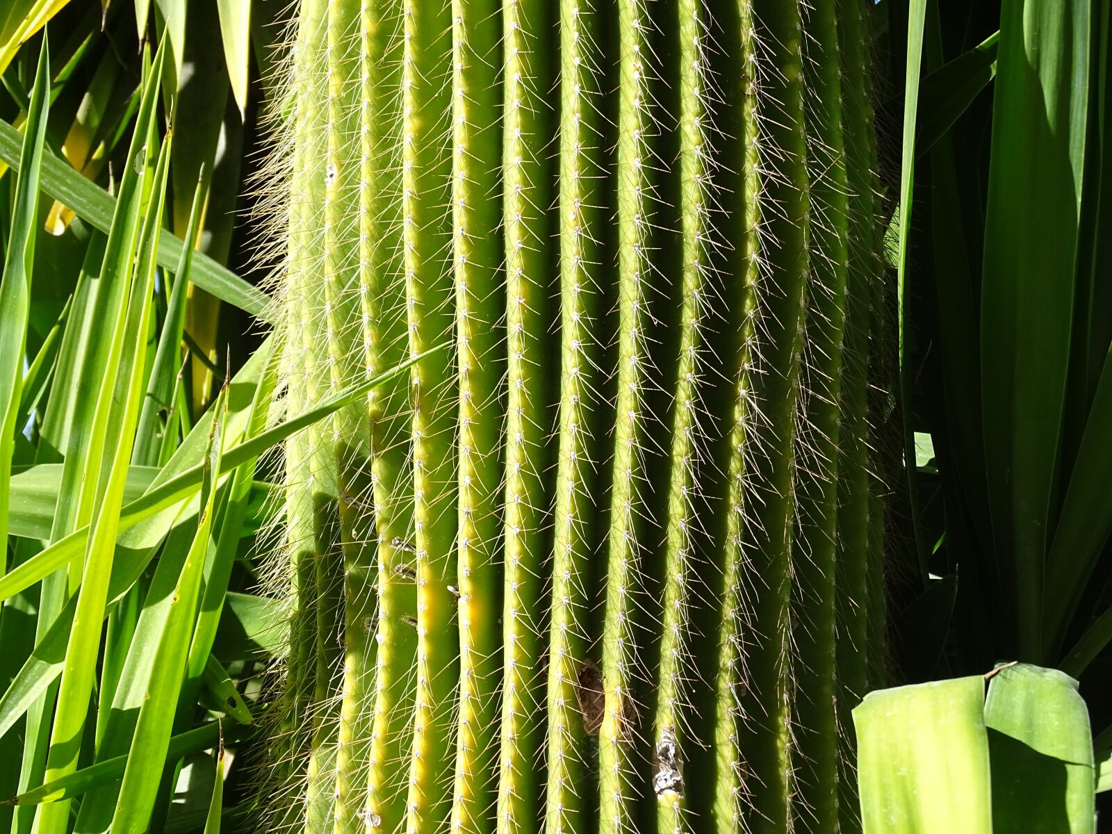 Sony Cyber-shot DSC-HX400V sample photo. Cactus, green, sting photography