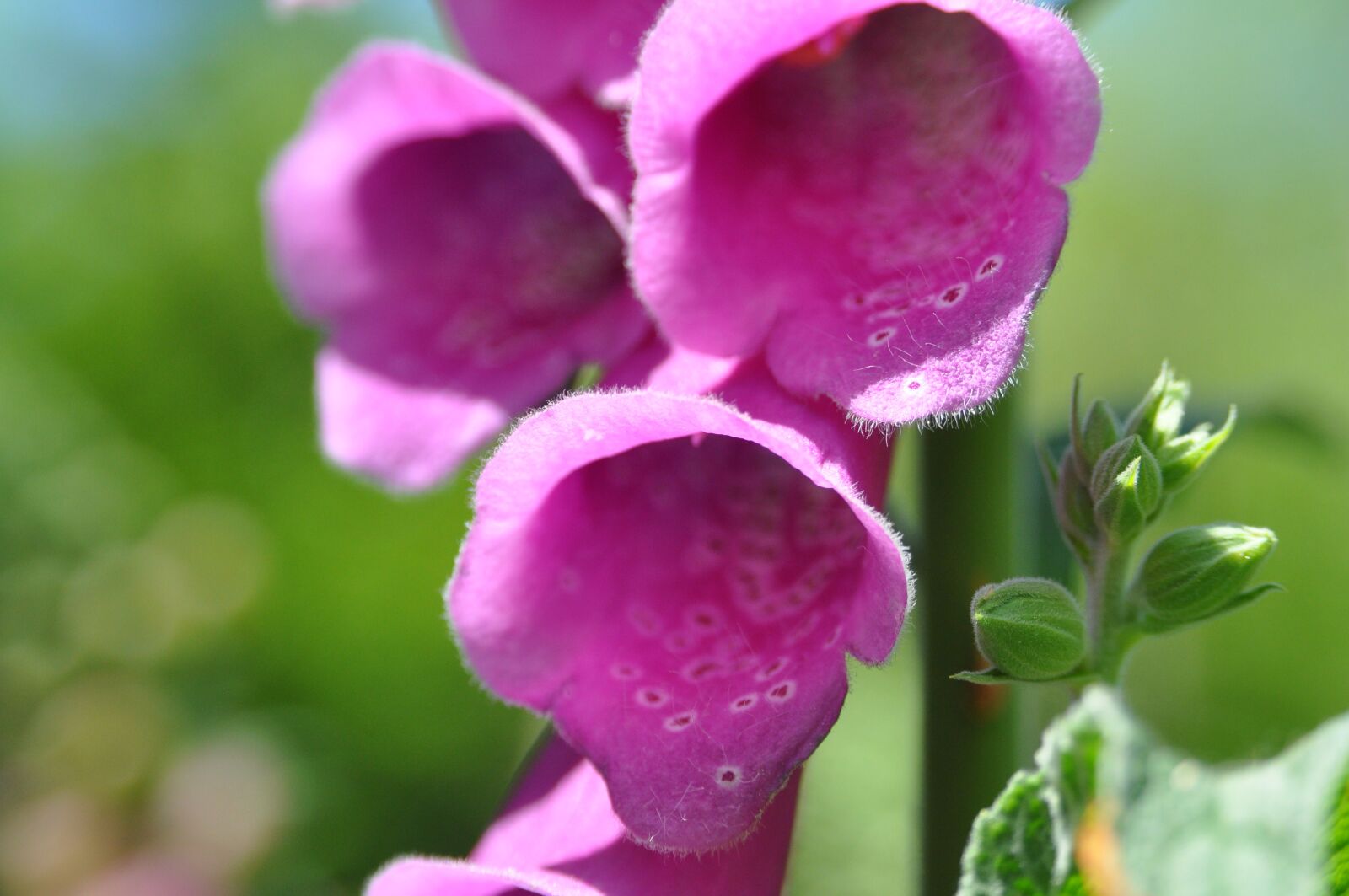 Nikon D90 sample photo. Foxglove, flower, wildlife photography