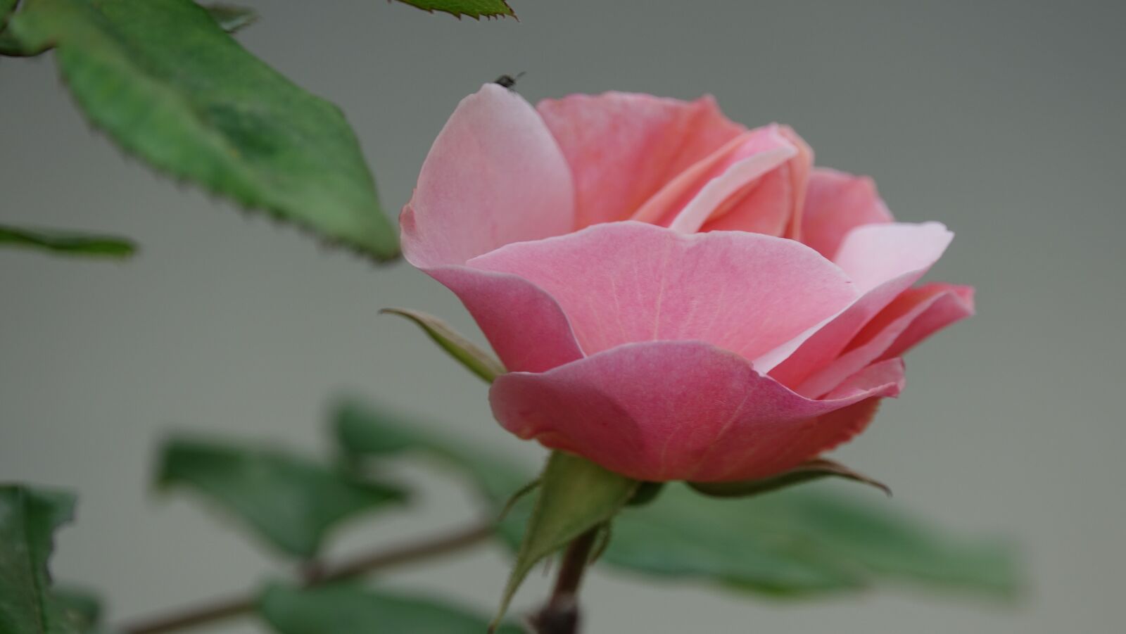Sony Cyber-shot DSC-RX10 III sample photo. Pink, romantic garden, nature photography