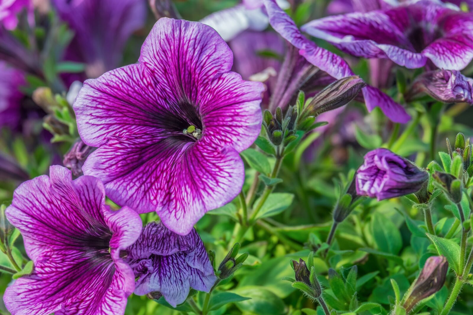 Fujifilm XF 55-200mm F3.5-4.8 R LM OIS sample photo. Petunia, petals, purple photography