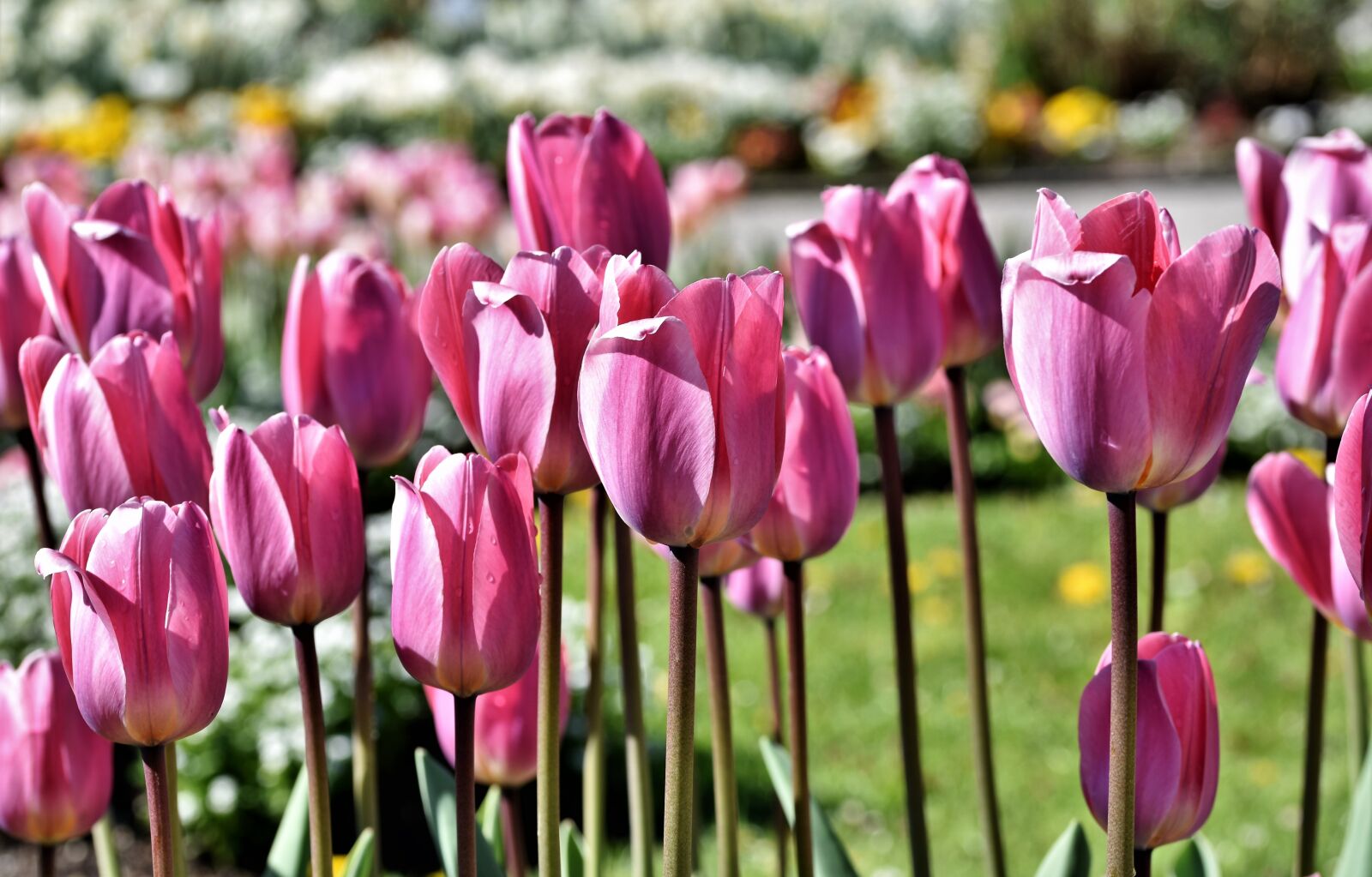 Nikon D7200 sample photo. Tulip, tulip field, blossom photography