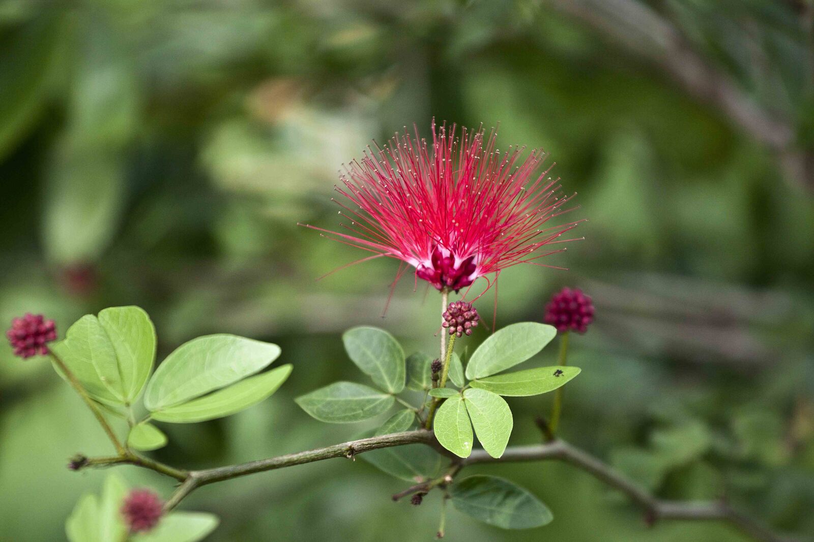 Canon EOS 500D (EOS Rebel T1i / EOS Kiss X3) sample photo. Flowering, flaming, passion photography