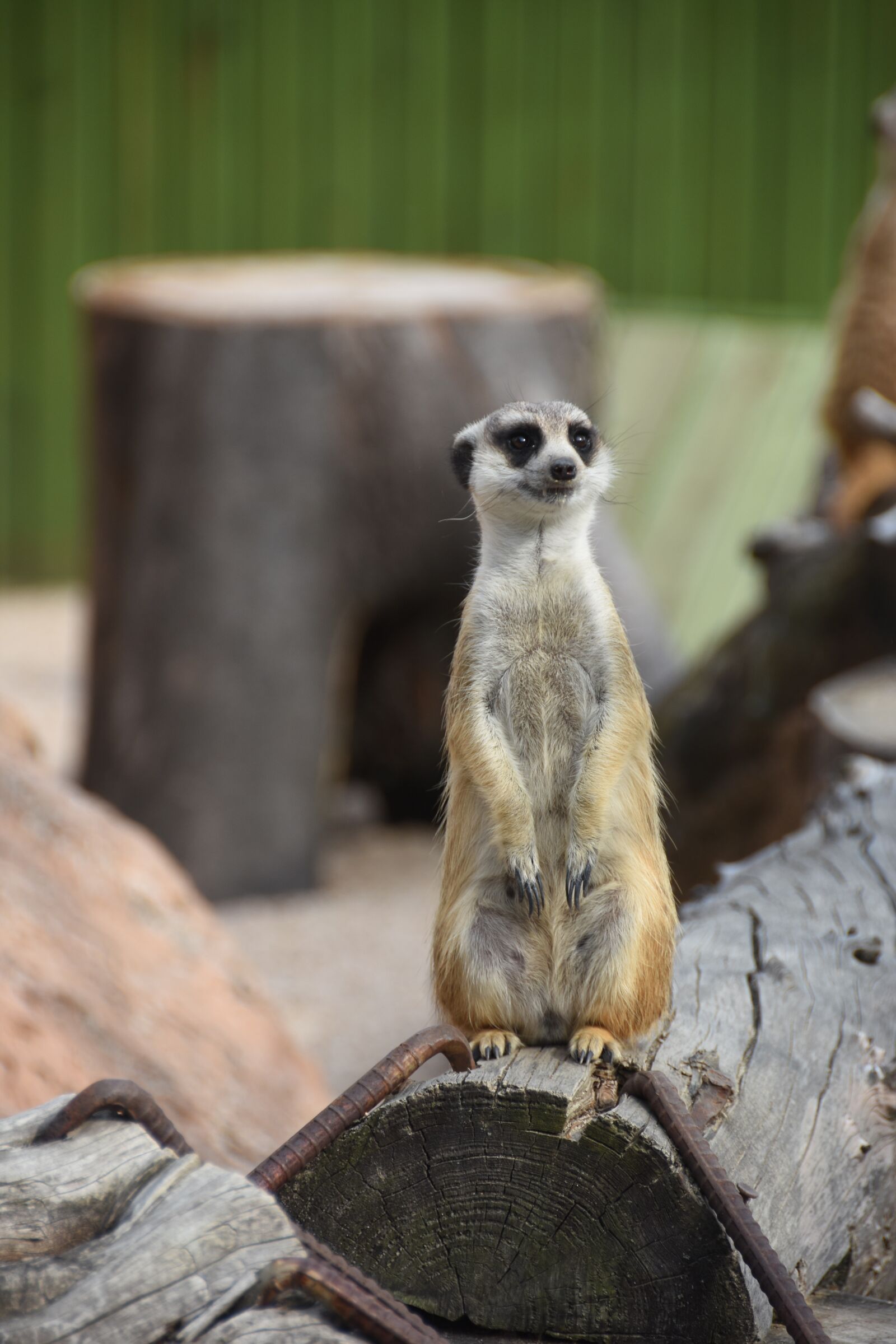 Nikon D7200 sample photo. Animal, the spectator, u photography