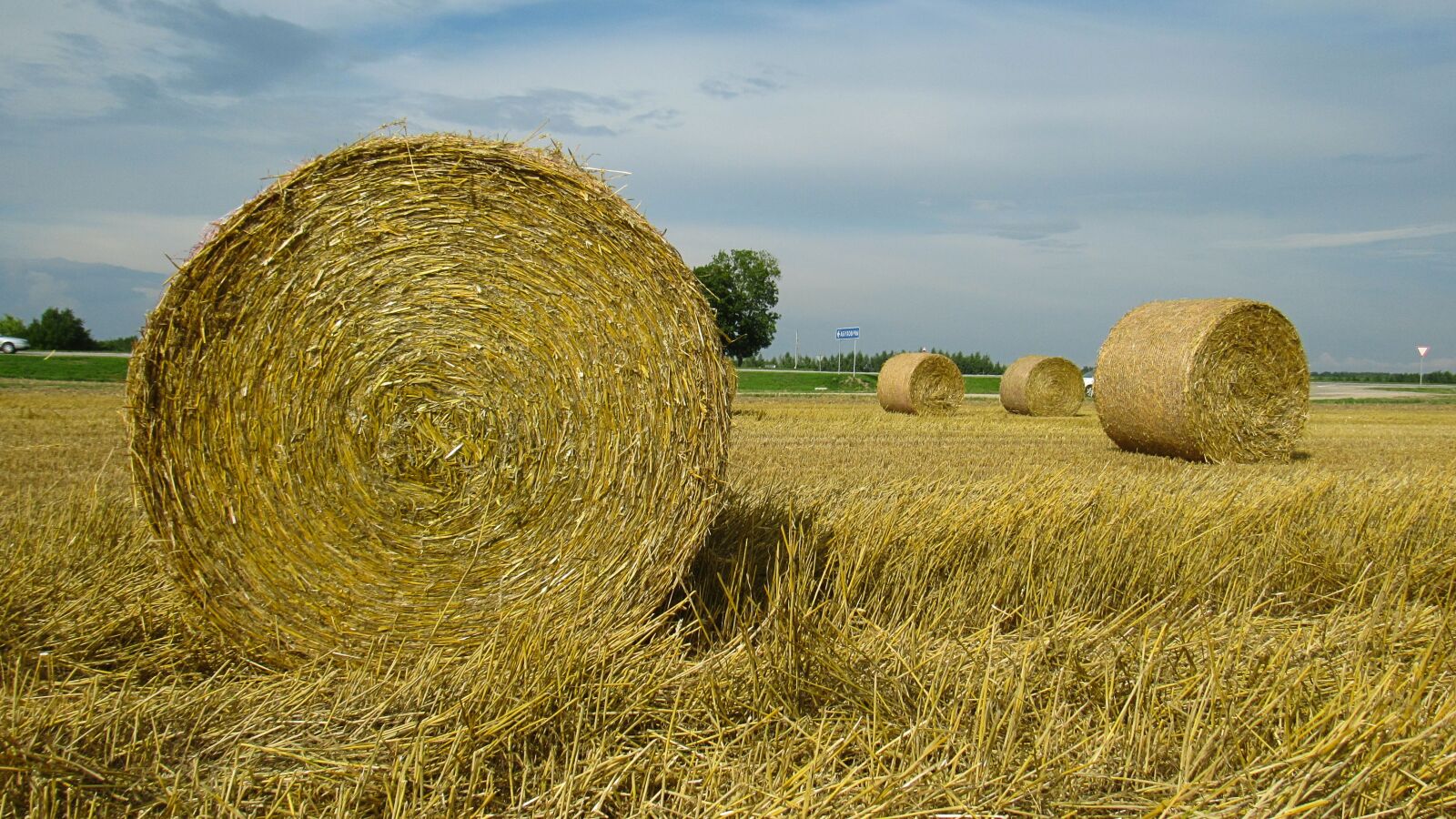 Canon PowerShot SX530 HS sample photo. Summer, july, belarus photography