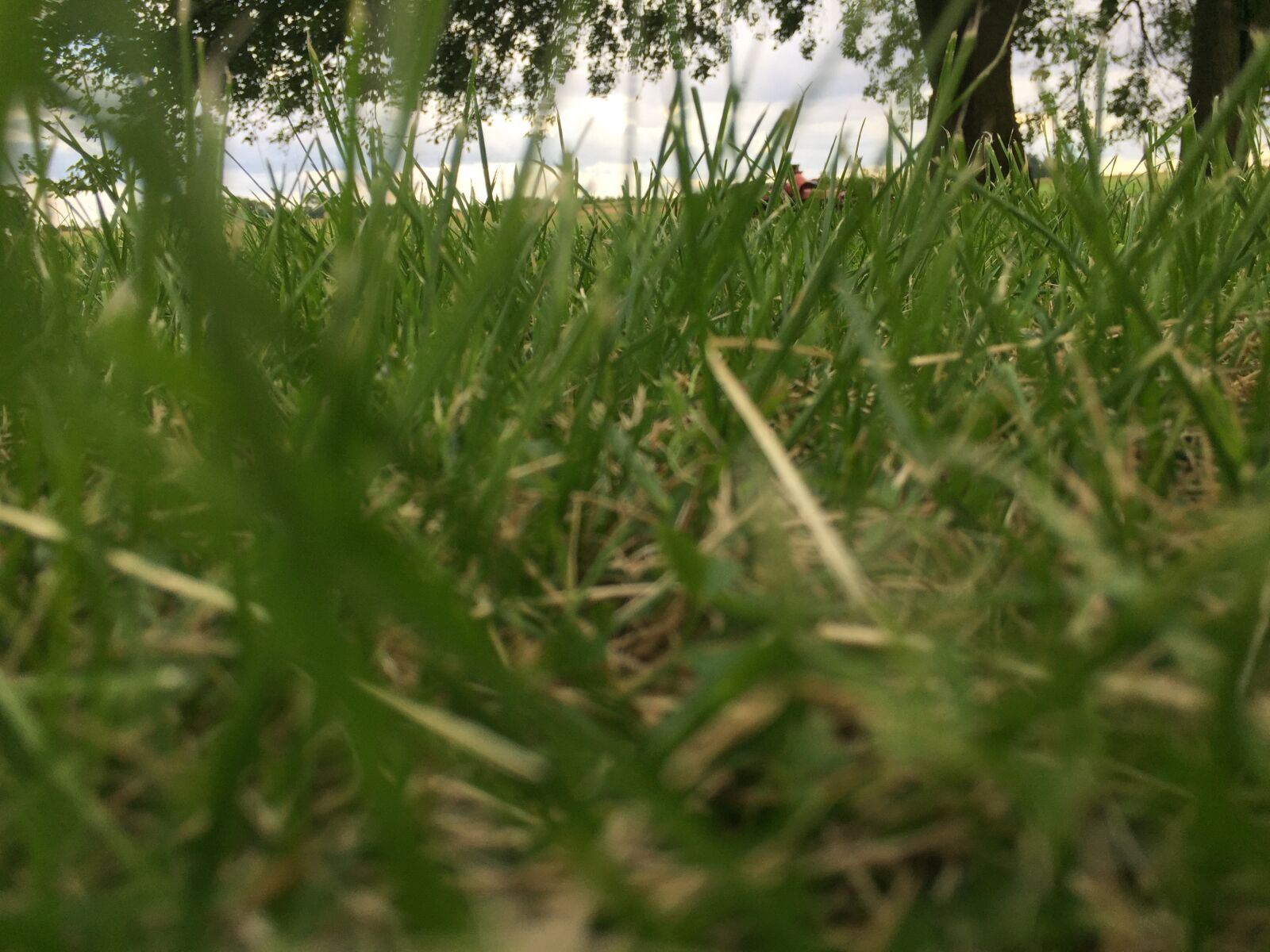 iPhone 6 back camera 4.15mm f/2.2 sample photo. Grass photography