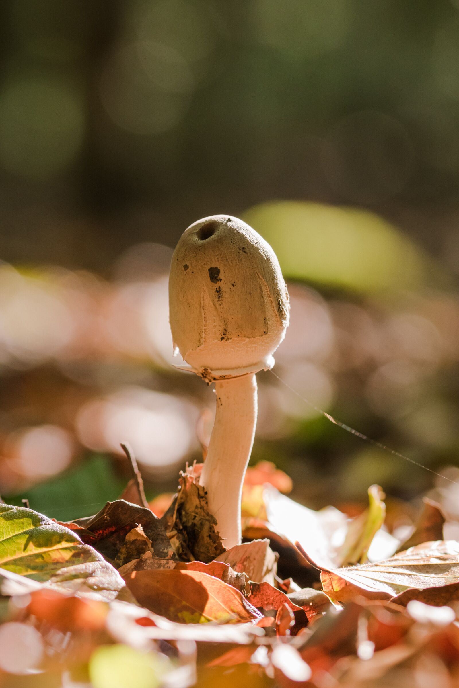 Sony ILCA-77M2 + 105mm F2.8 sample photo. Mushroom, forest, wild mushroom photography