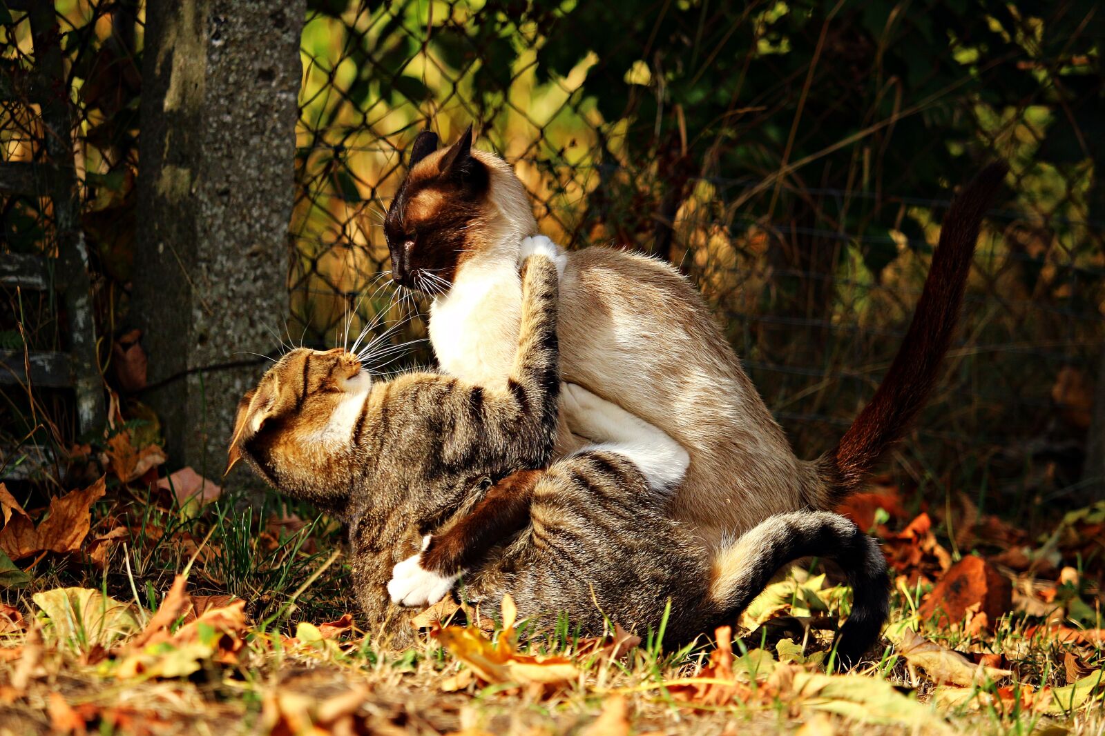 Canon EOS 100D (EOS Rebel SL1 / EOS Kiss X7) sample photo. Cat, fight, tussle photography