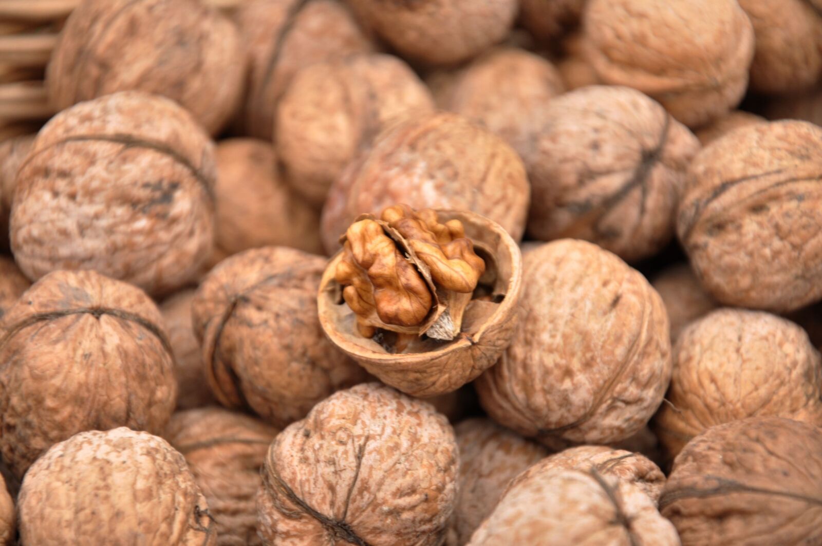 Nikon D90 sample photo. Walnut, autumn, fruit photography