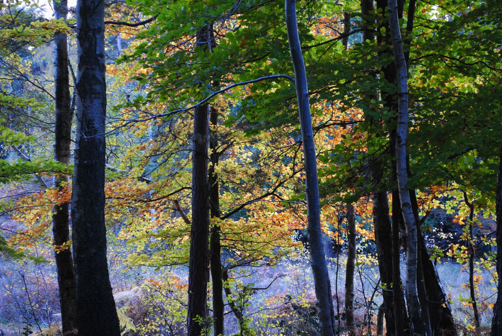 Nikon D3000 sample photo. Burnham, beeches, trees photography