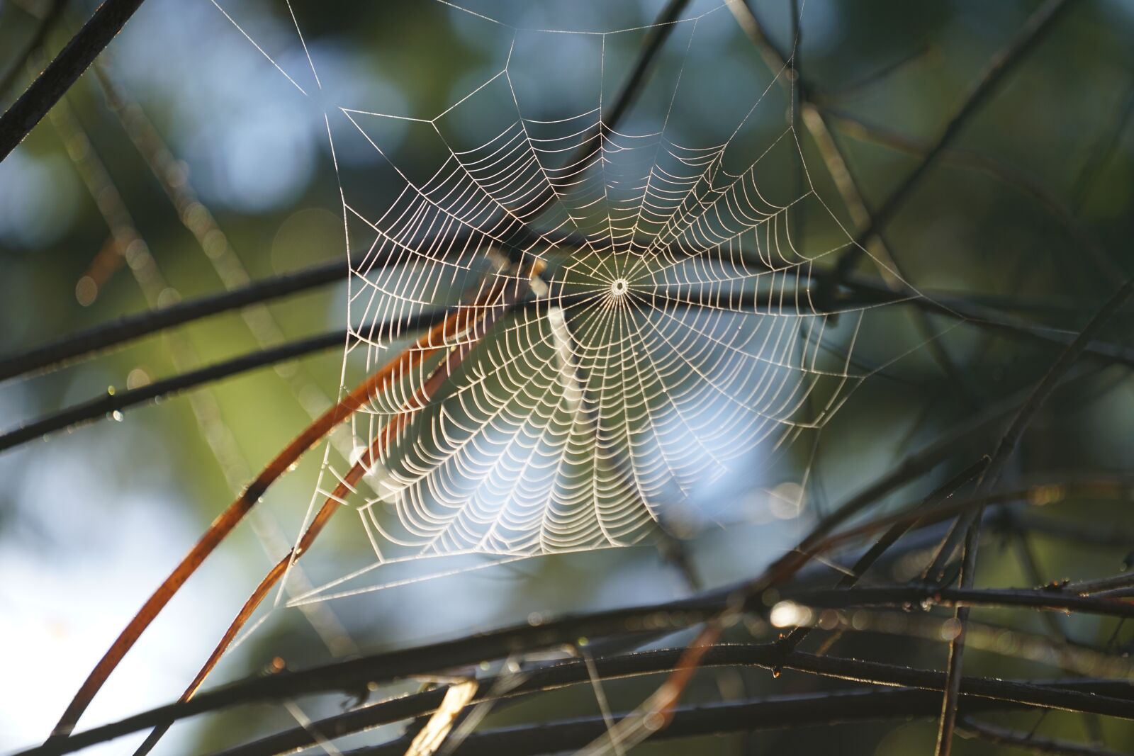 Sony a7R II + Sony FE 70-200mm F4 G OSS sample photo. Spider, nature, trap photography