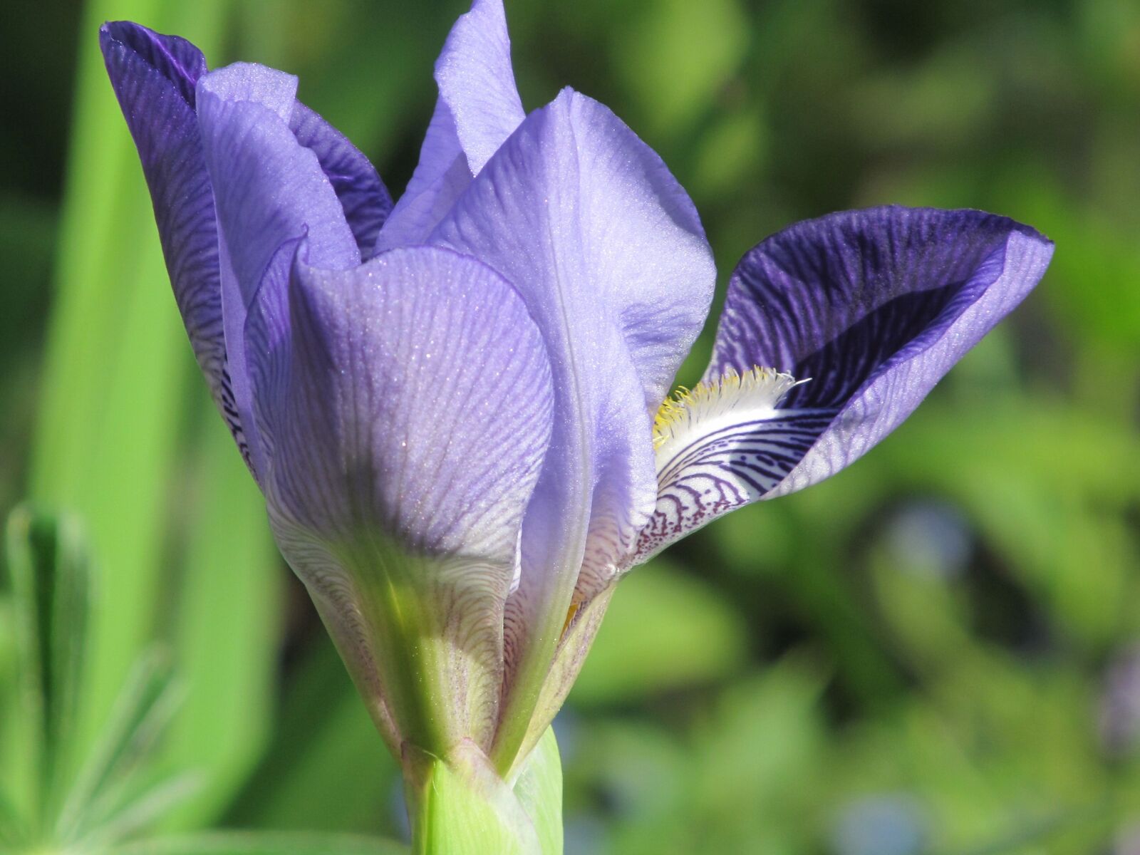 Canon PowerShot SX150 IS sample photo. Spring, iris, blossom photography
