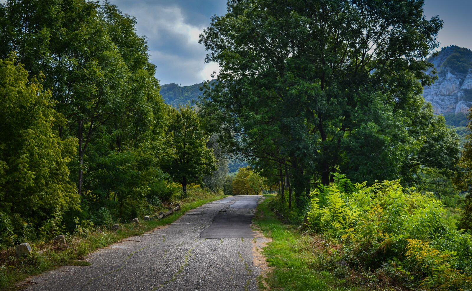 Nikon D3200 sample photo. Road, bükk, trees photography