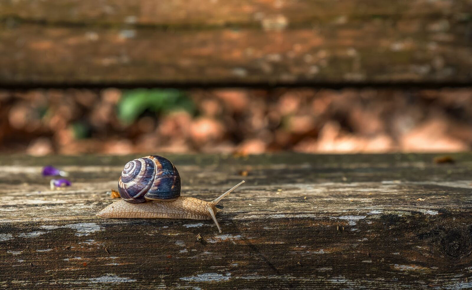 Tamron SP 24-70mm F2.8 Di VC USD sample photo. Snail, wood, shell photography