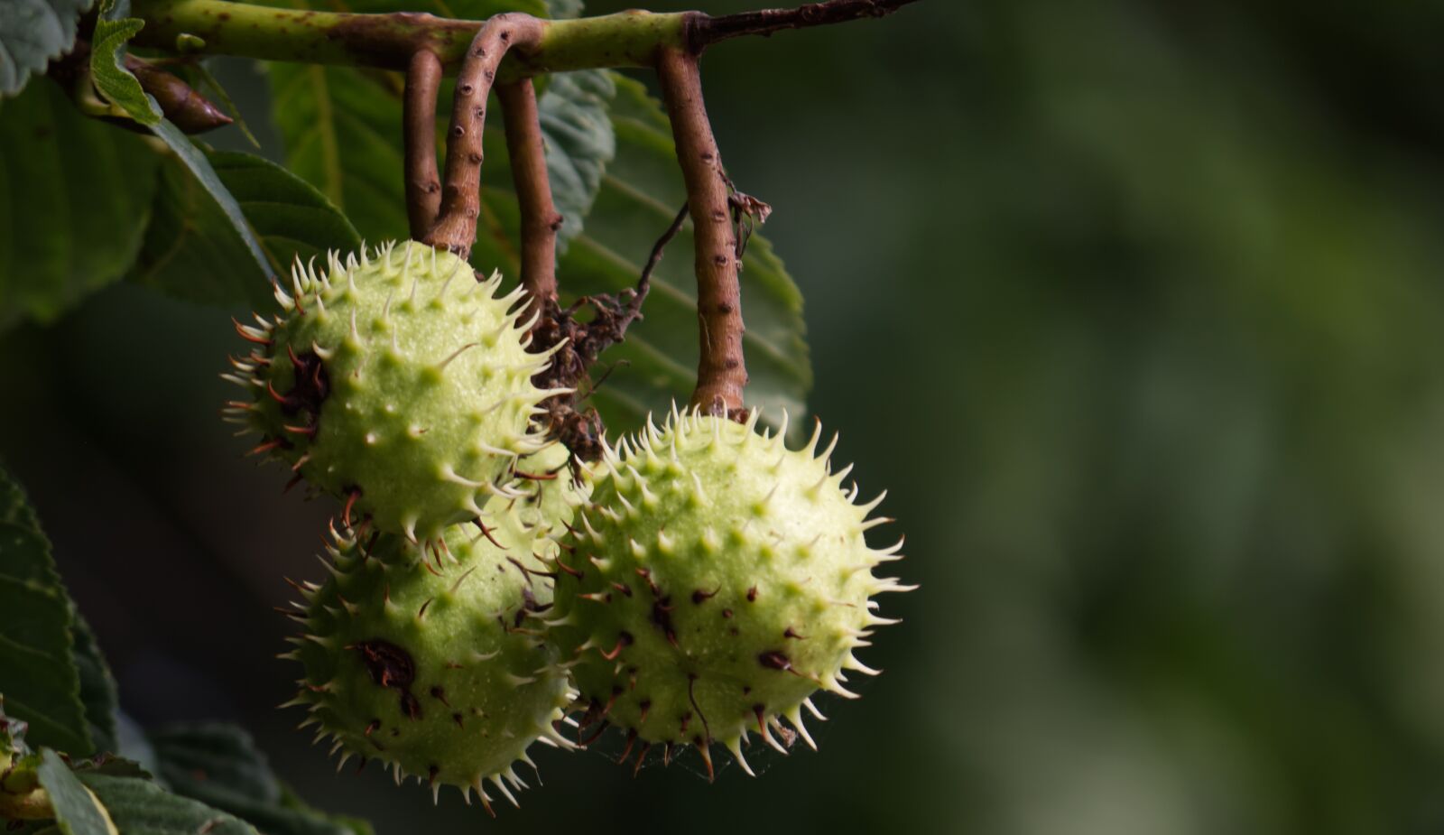 Nikon D5500 sample photo. Chestnut, tree, nature photography