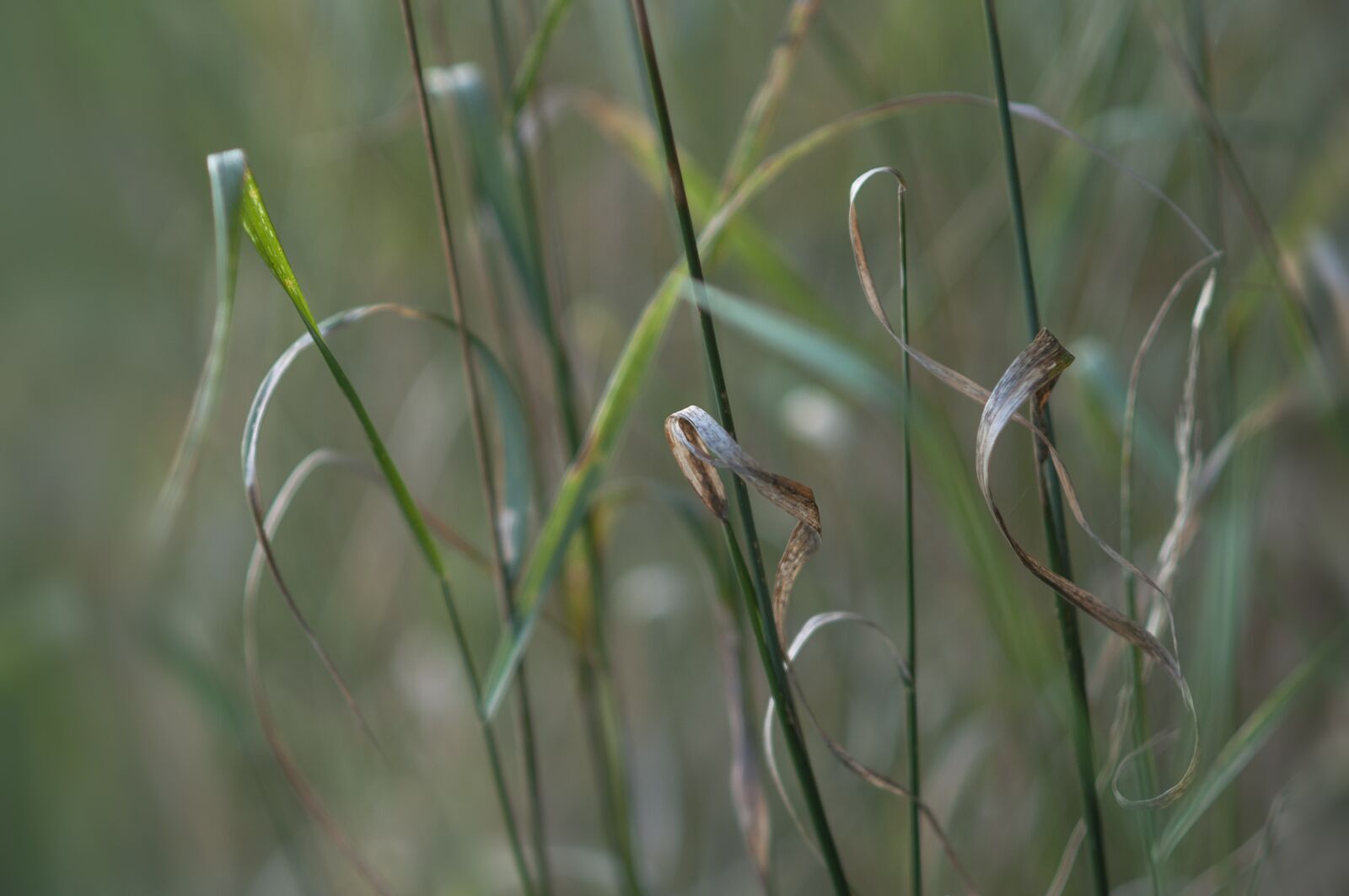 Nikon D90 sample photo. Grass, detail, simplicity photography