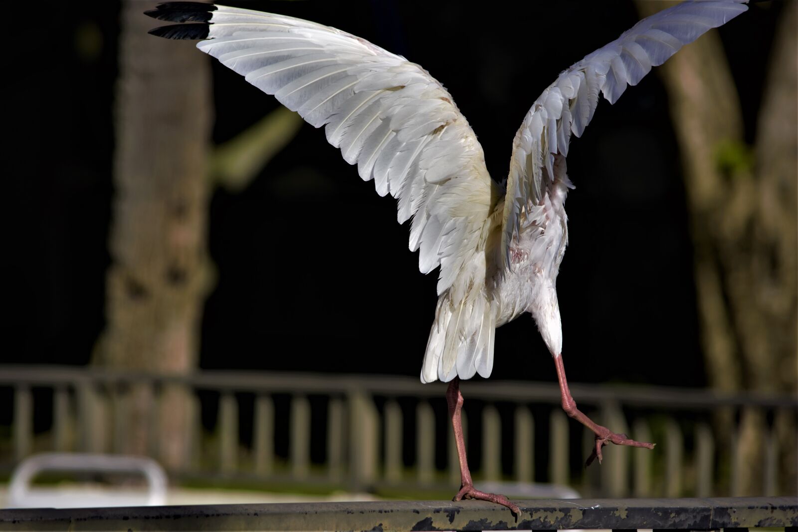 Nikon D7100 sample photo. Bird, taking off, wings photography