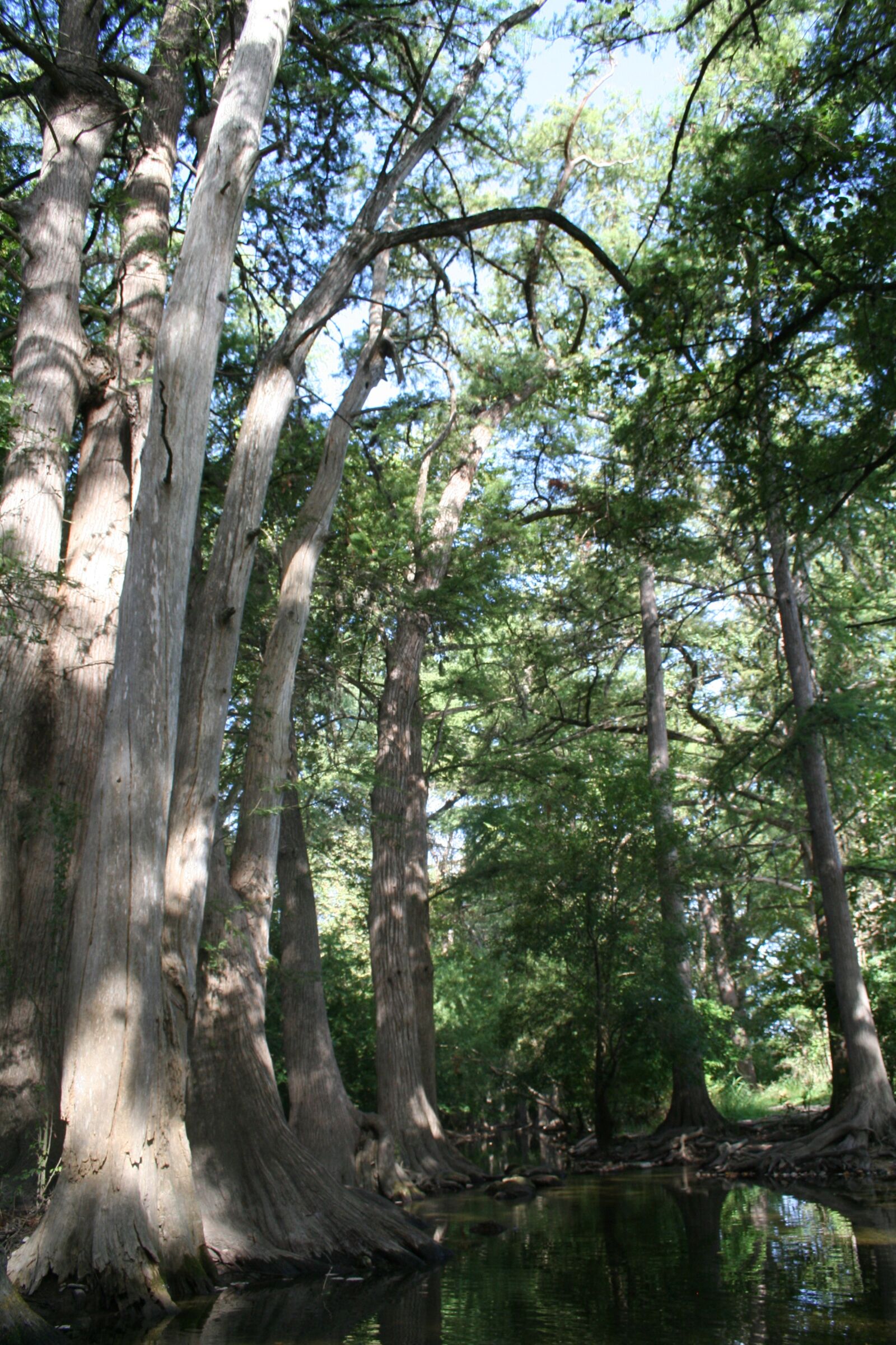Canon EOS 350D (EOS Digital Rebel XT / EOS Kiss Digital N) sample photo. Cypress trees, river, texas photography