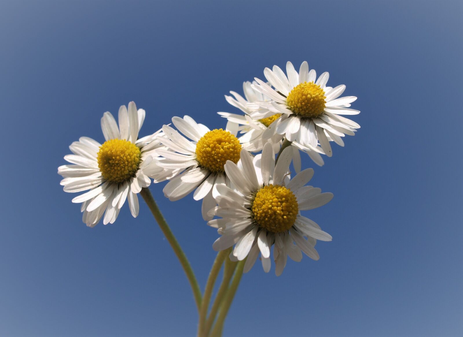 Olympus E-520 (EVOLT E-520) sample photo. Nature, flower, flora photography