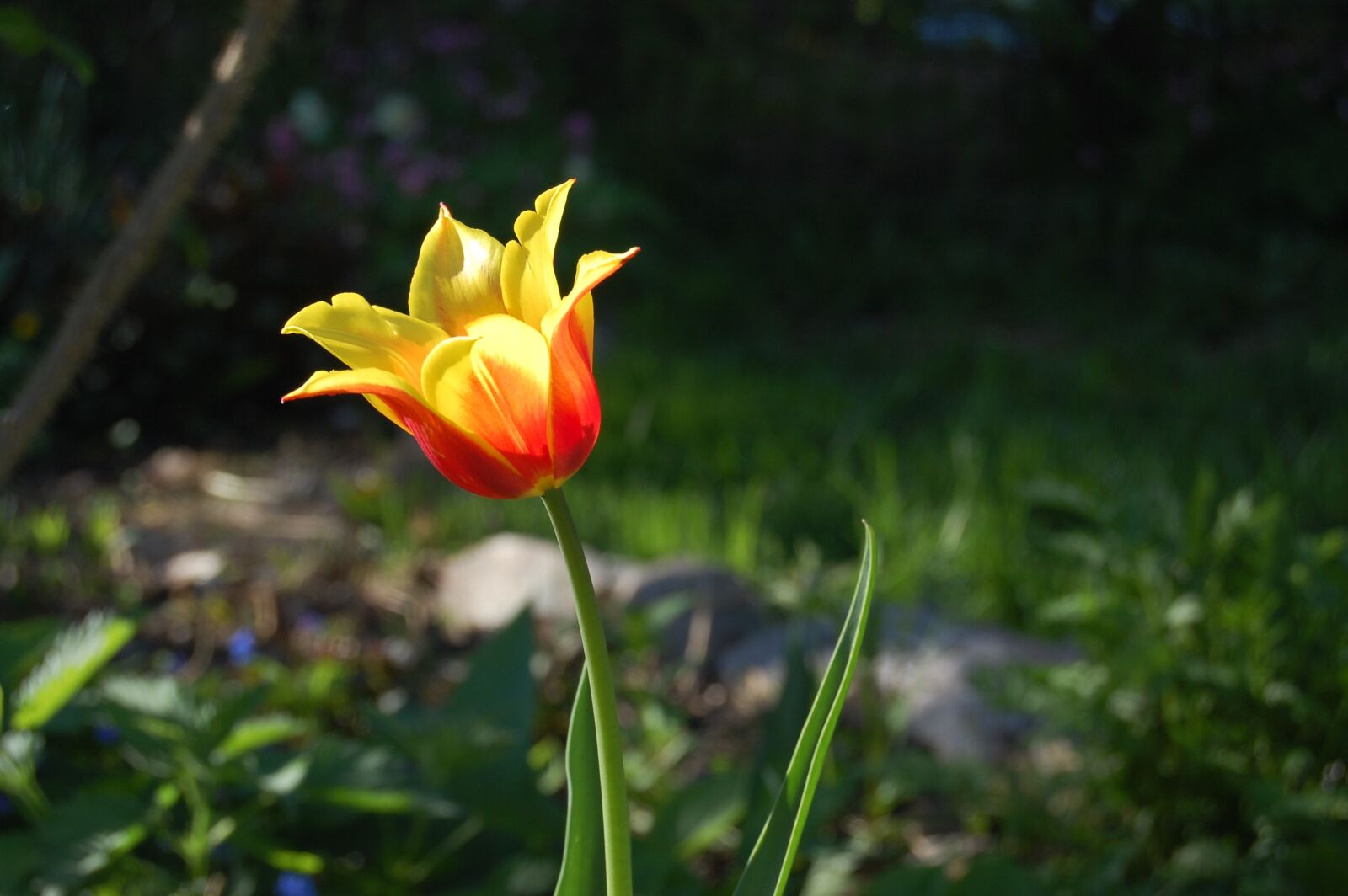 Nikon D40 sample photo. Tulip, flower, spring photography