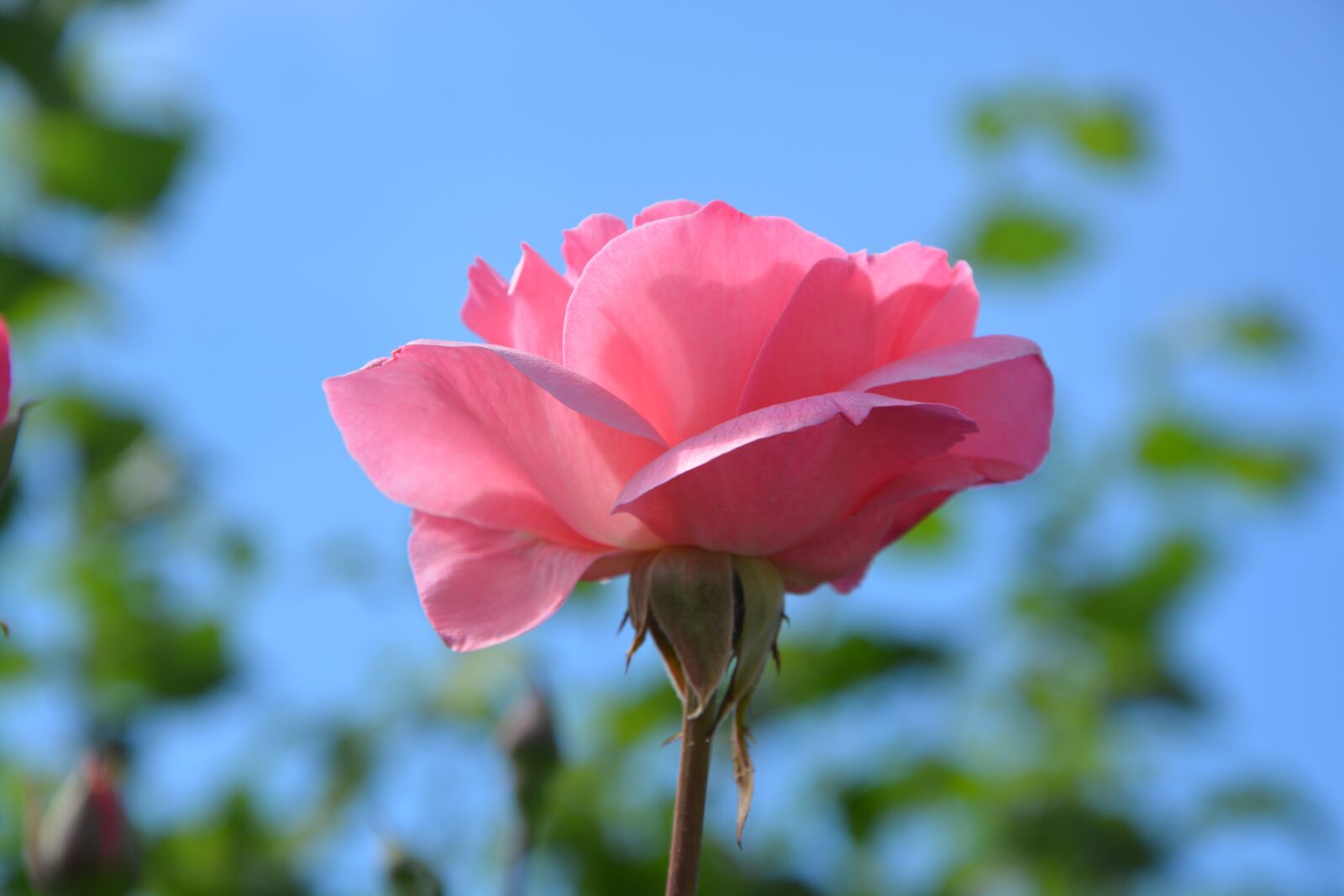 Nikon D5200 sample photo. Pink, rosebush, petals photography