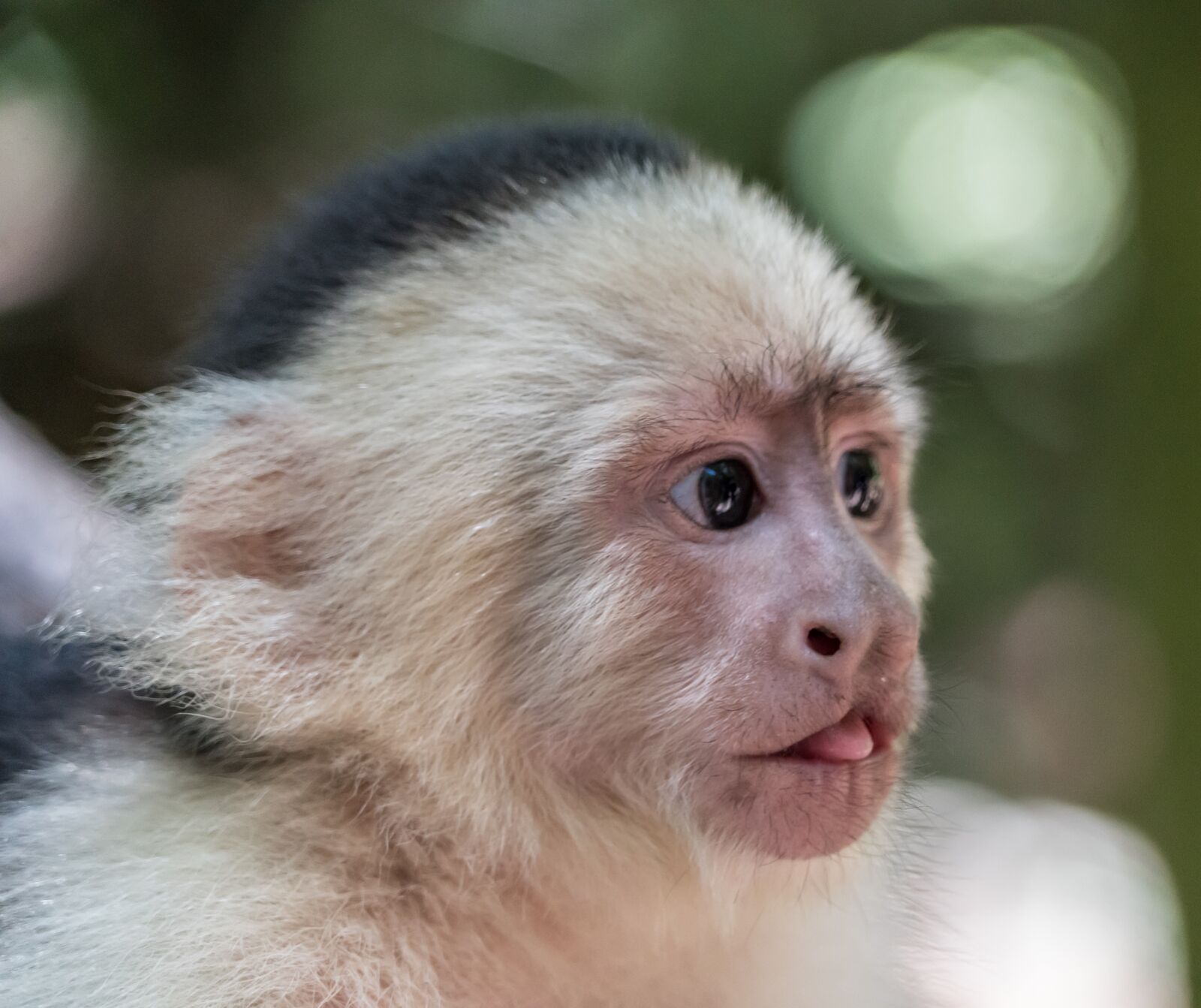 Sony a7R II + Sony FE 24-240mm F3.5-6.3 OSS sample photo. White-headed capuchin, monkey, tongue photography