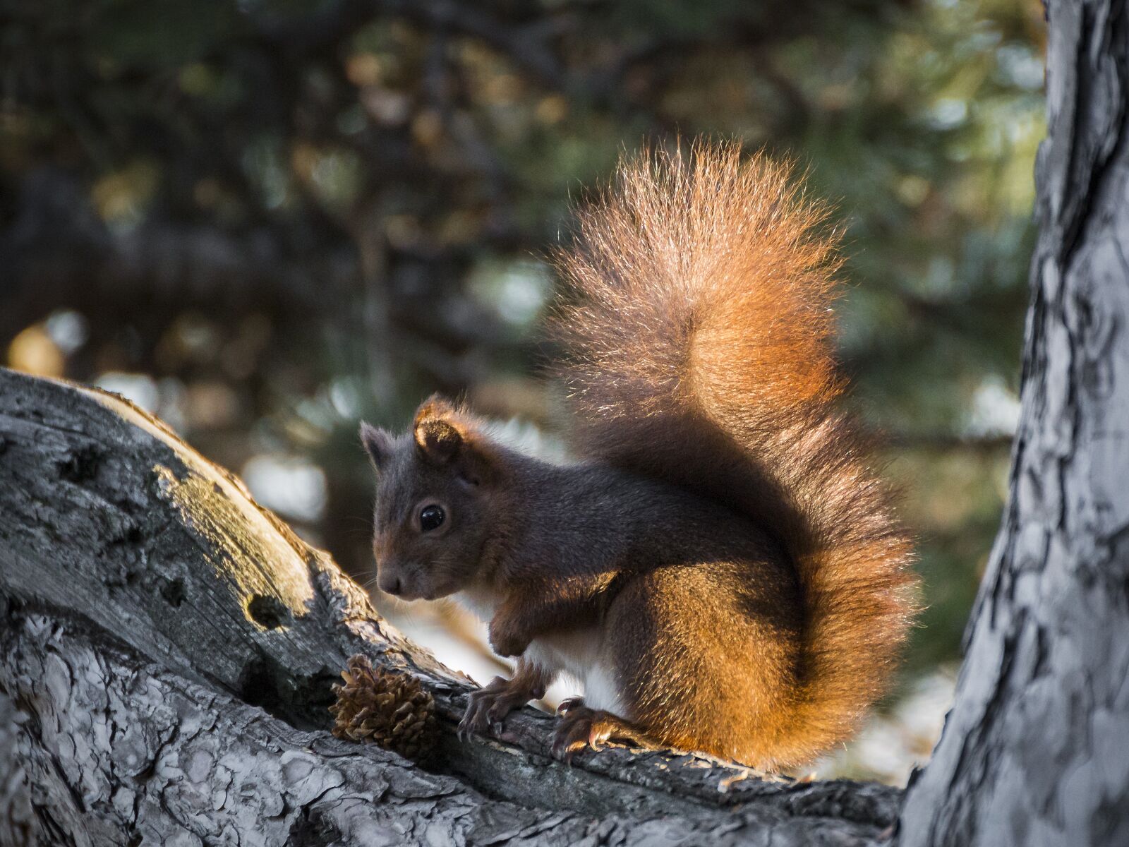 Canon EOS 70D sample photo. Squirrel, nature, rodent photography