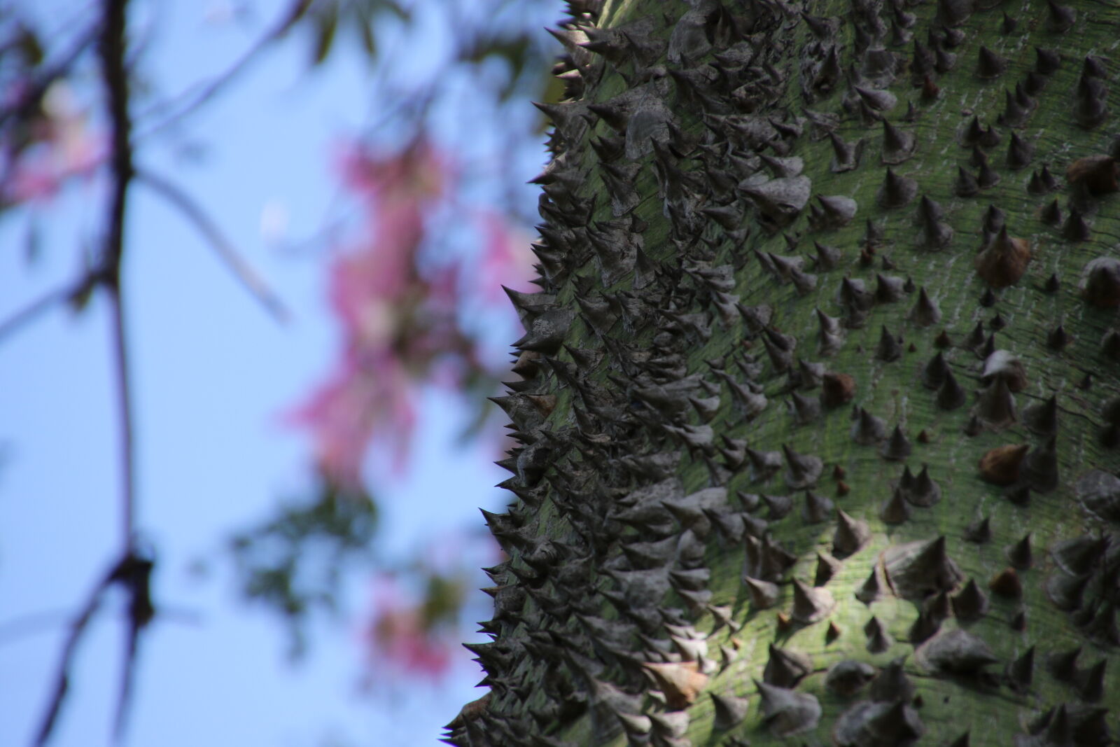Canon EOS 7D Mark II sample photo. Bark, blue, blue, sky photography