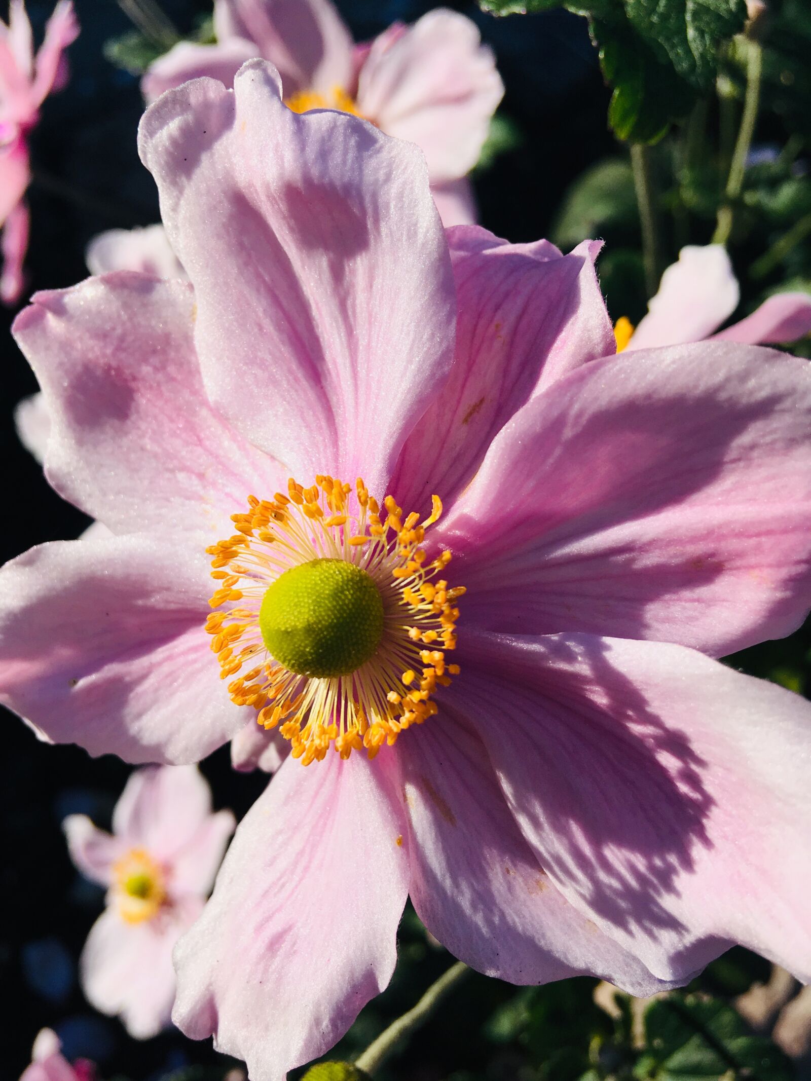 iPhone SE back camera 4.15mm f/2.2 sample photo. Flower, garden, plant photography