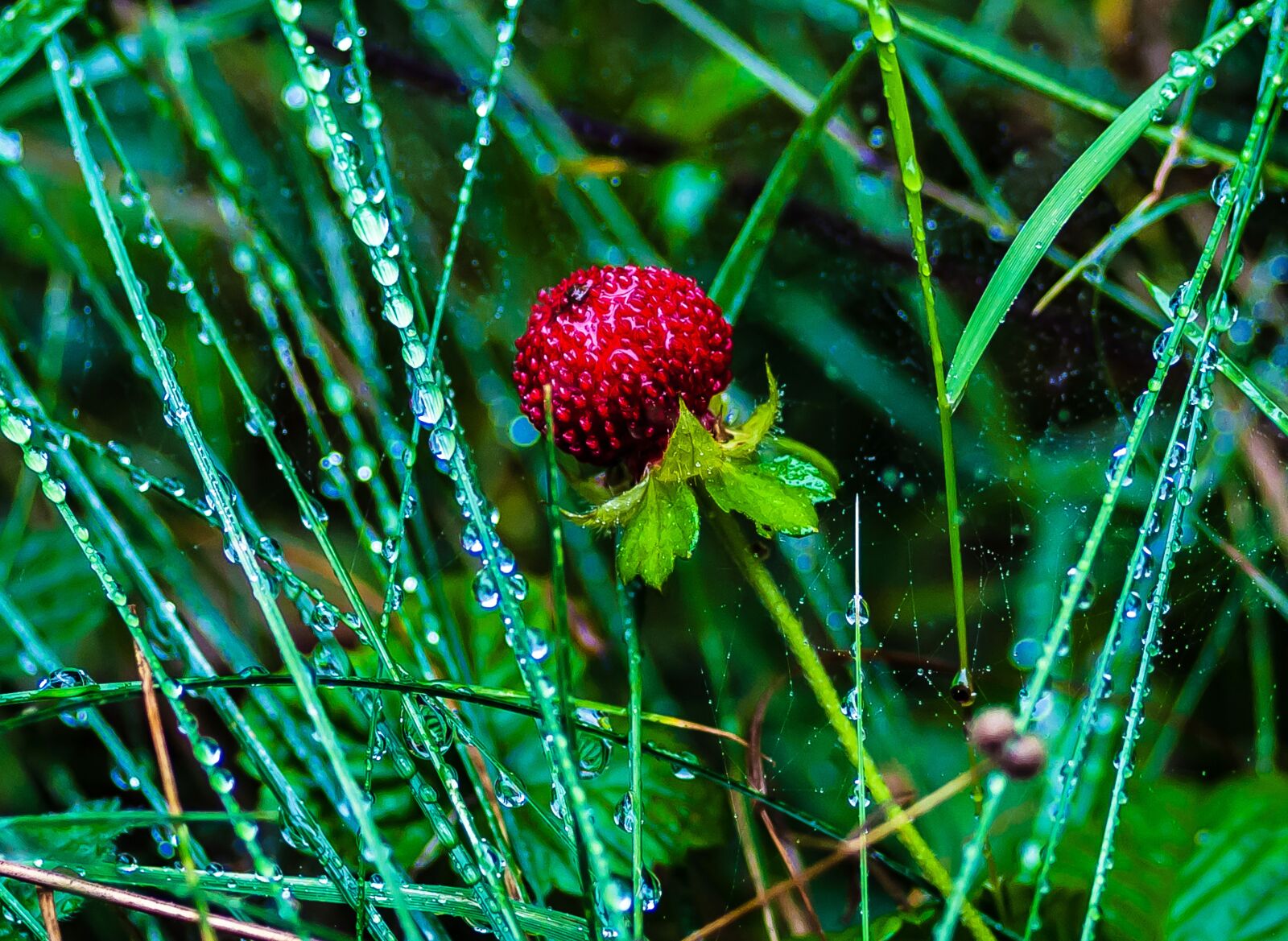 Nikon D5000 sample photo. Wild strawberries, nature, summer photography