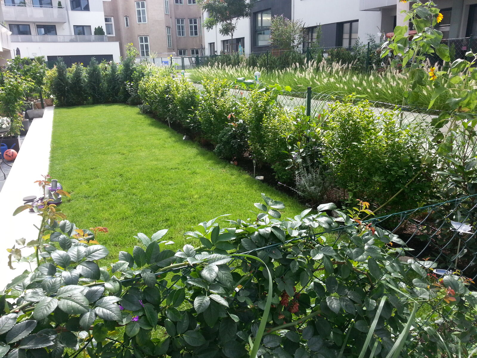 Samsung Galaxy S3 sample photo. Garden photography