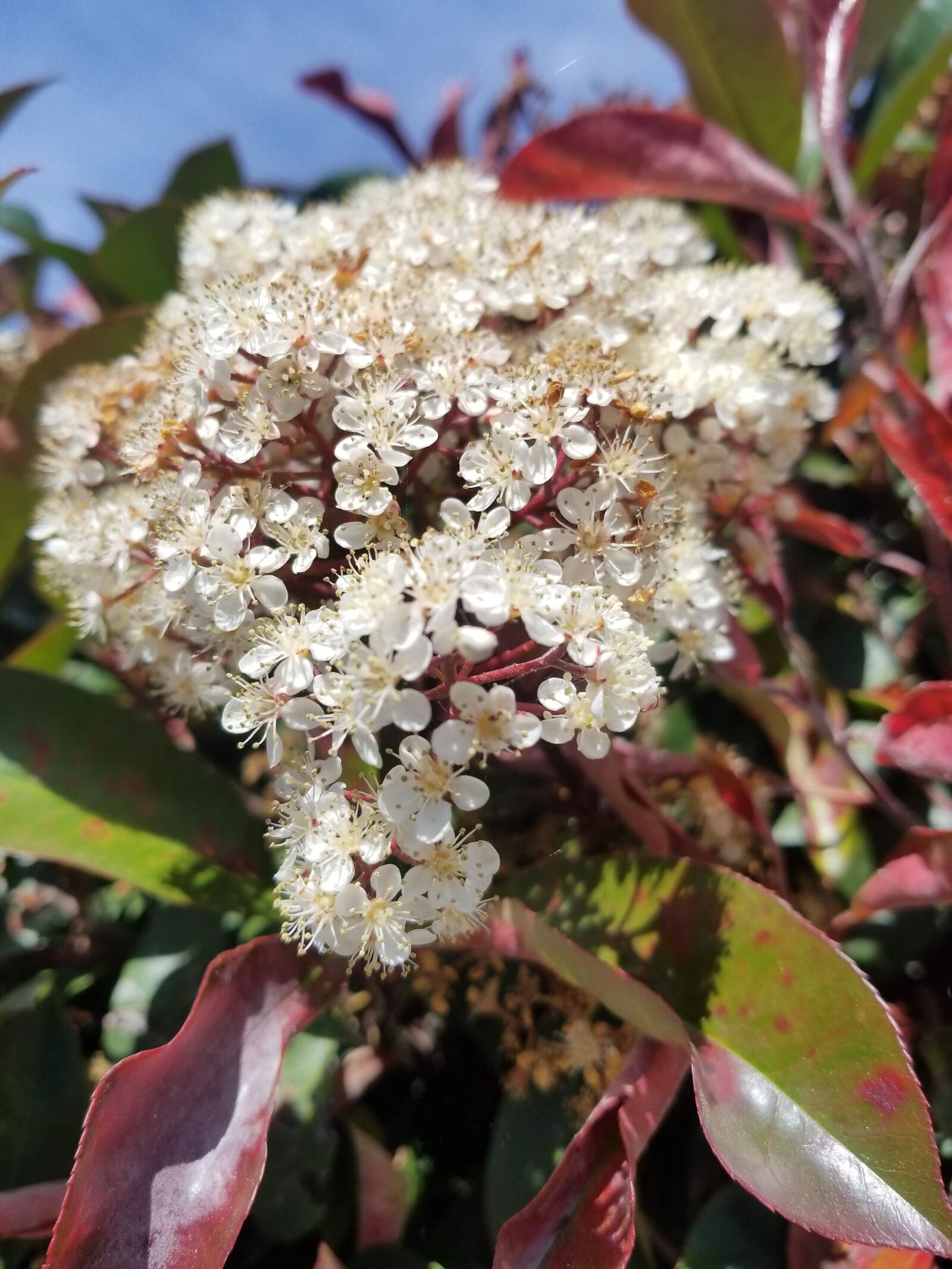 Samsung Galaxy S8 sample photo. Whitethalias, flores, muchas photography