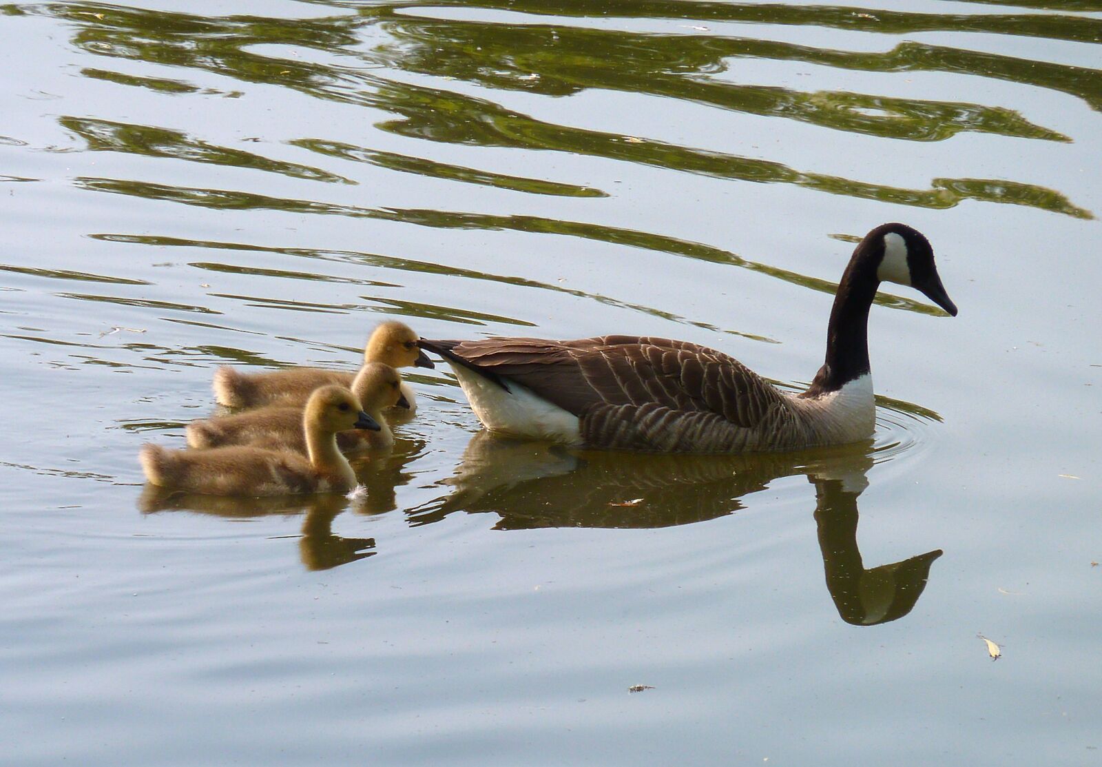 Panasonic DMC-TZ7 sample photo. Goose, gaensekuecken, water photography