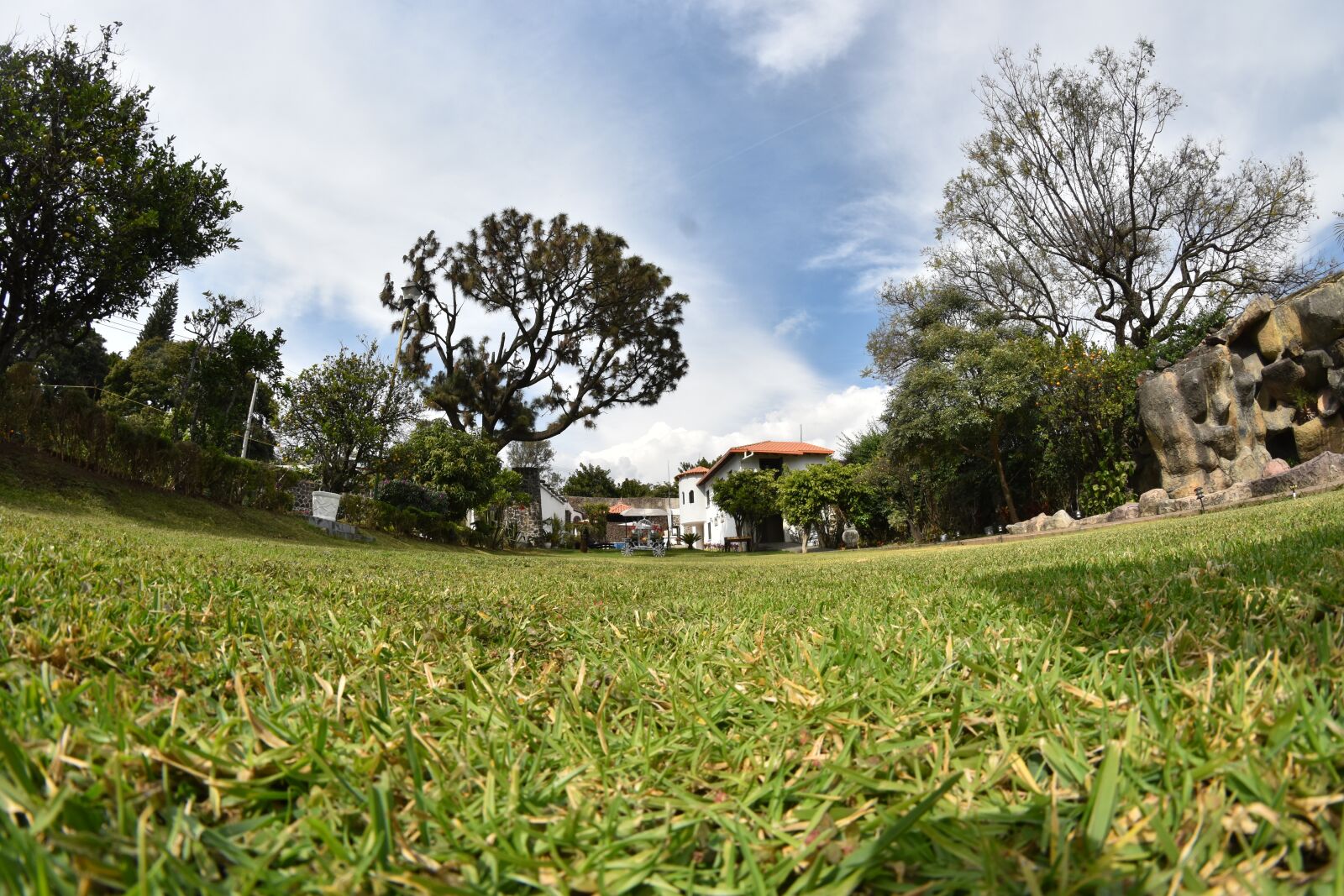 Nikon D5600 sample photo. Sky, tree, nature photography